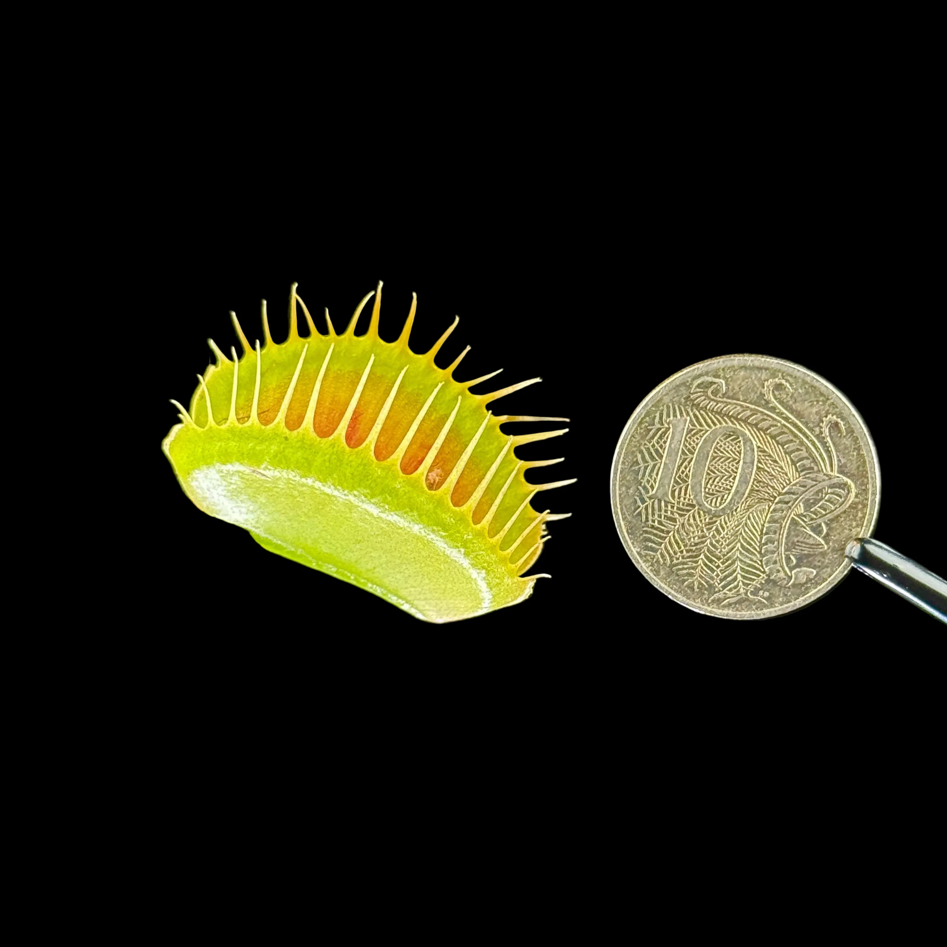 Dionaea muscipula 'Extra Large' – Venus Fly Trap - Image 3