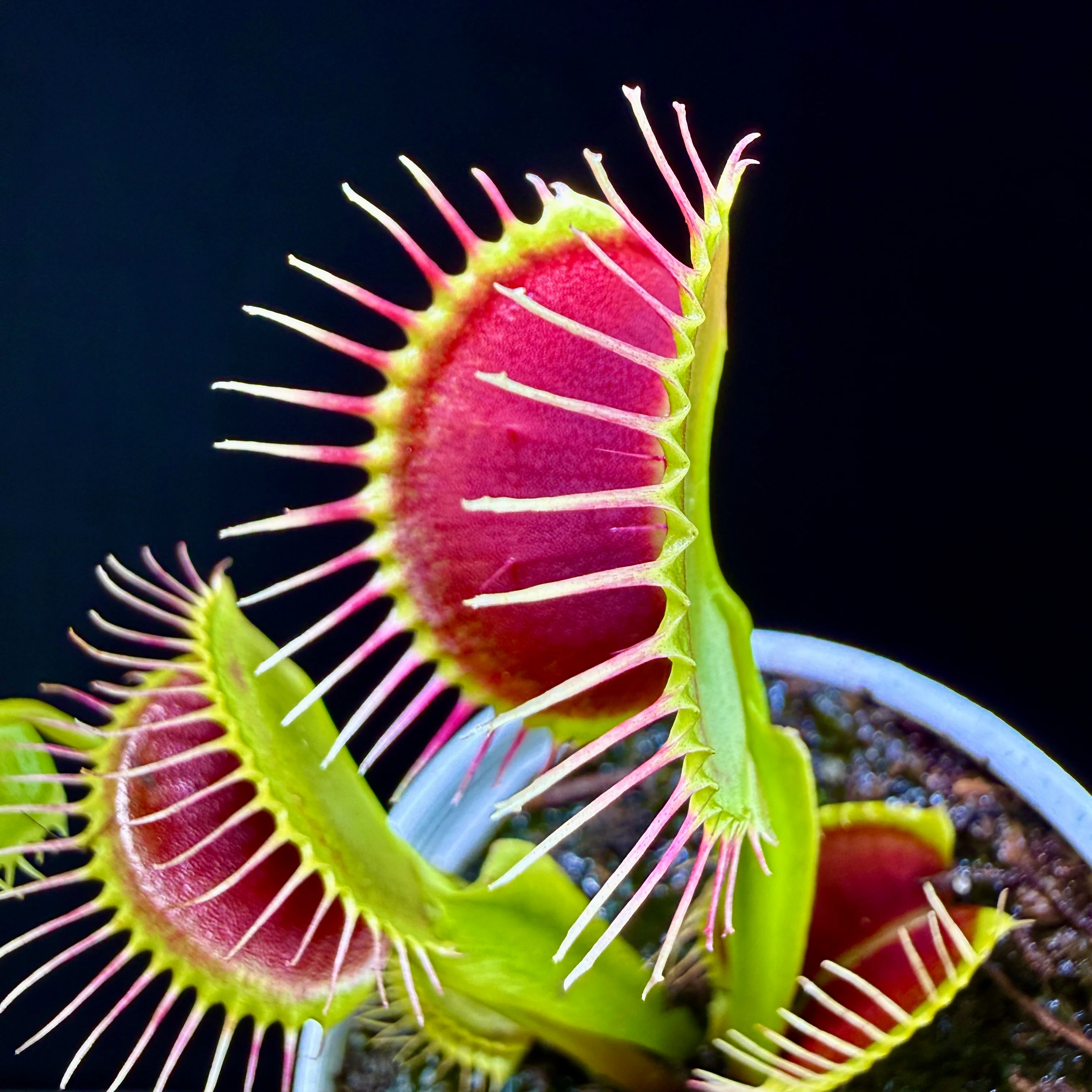 Dionaea muscipula ‘G14'
- Venus Fly Trap