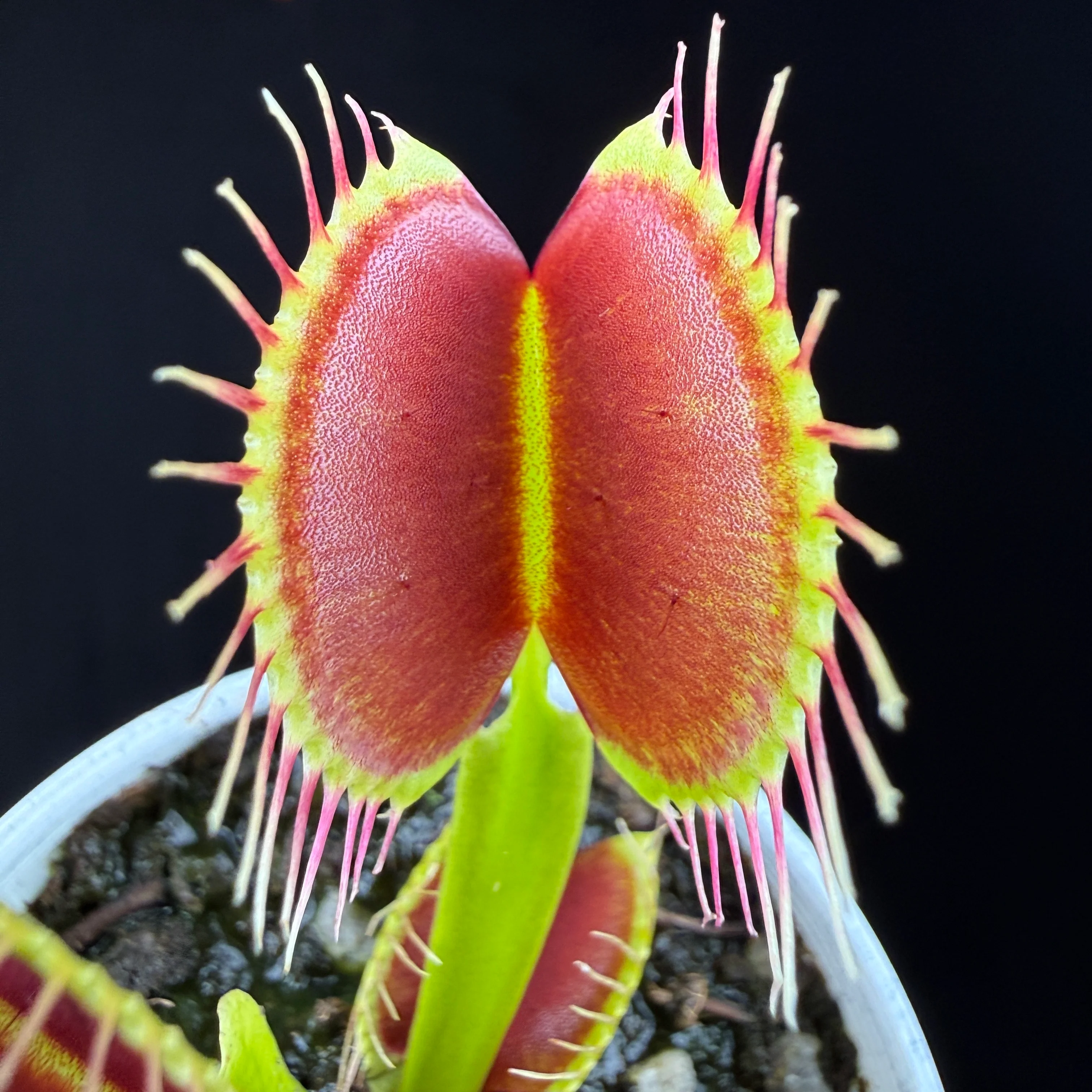 Dionaea muscipula ‘G14'
- Venus Fly Trap - Image 2