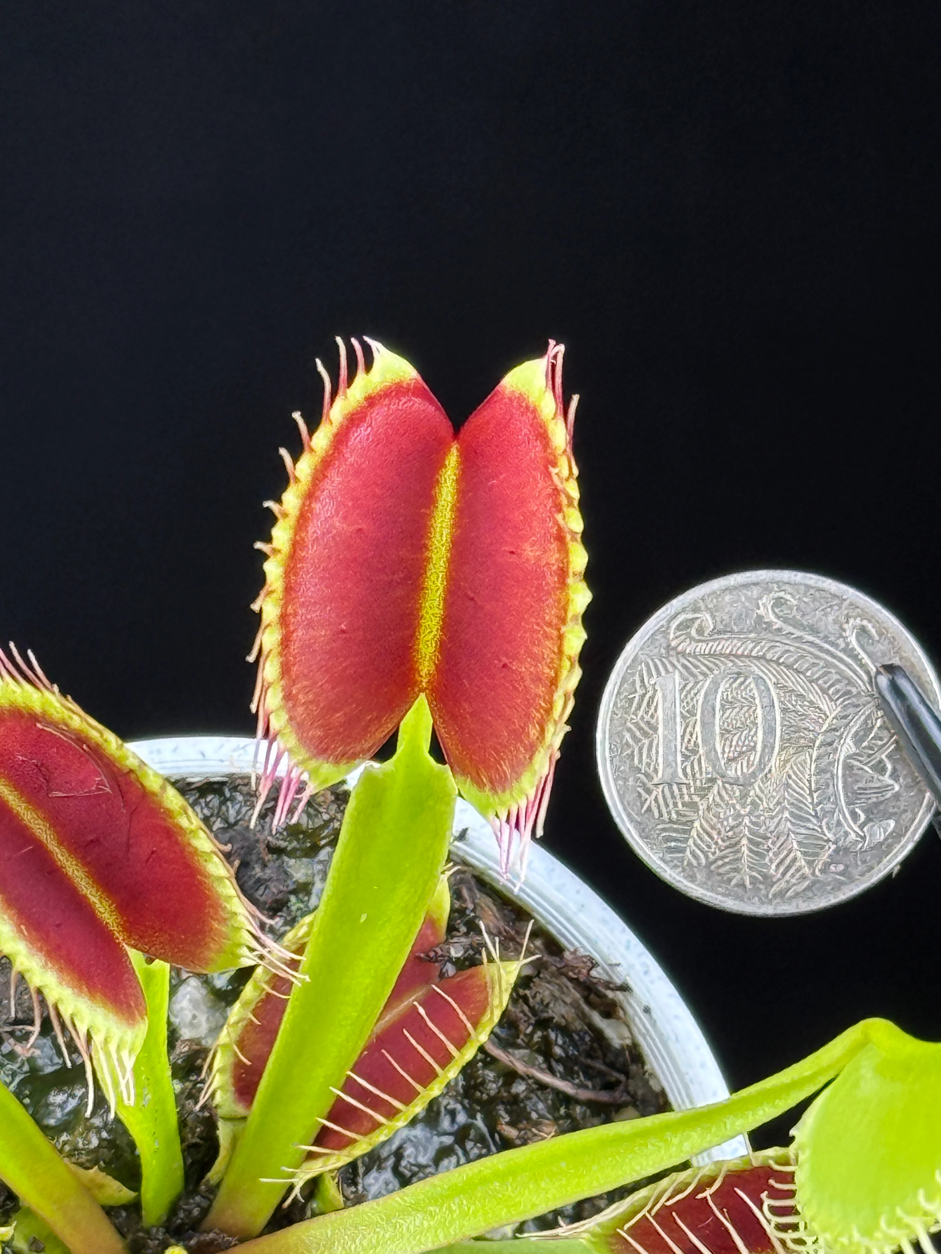 Dionaea muscipula ‘G14'
- Venus Fly Trap - Image 3