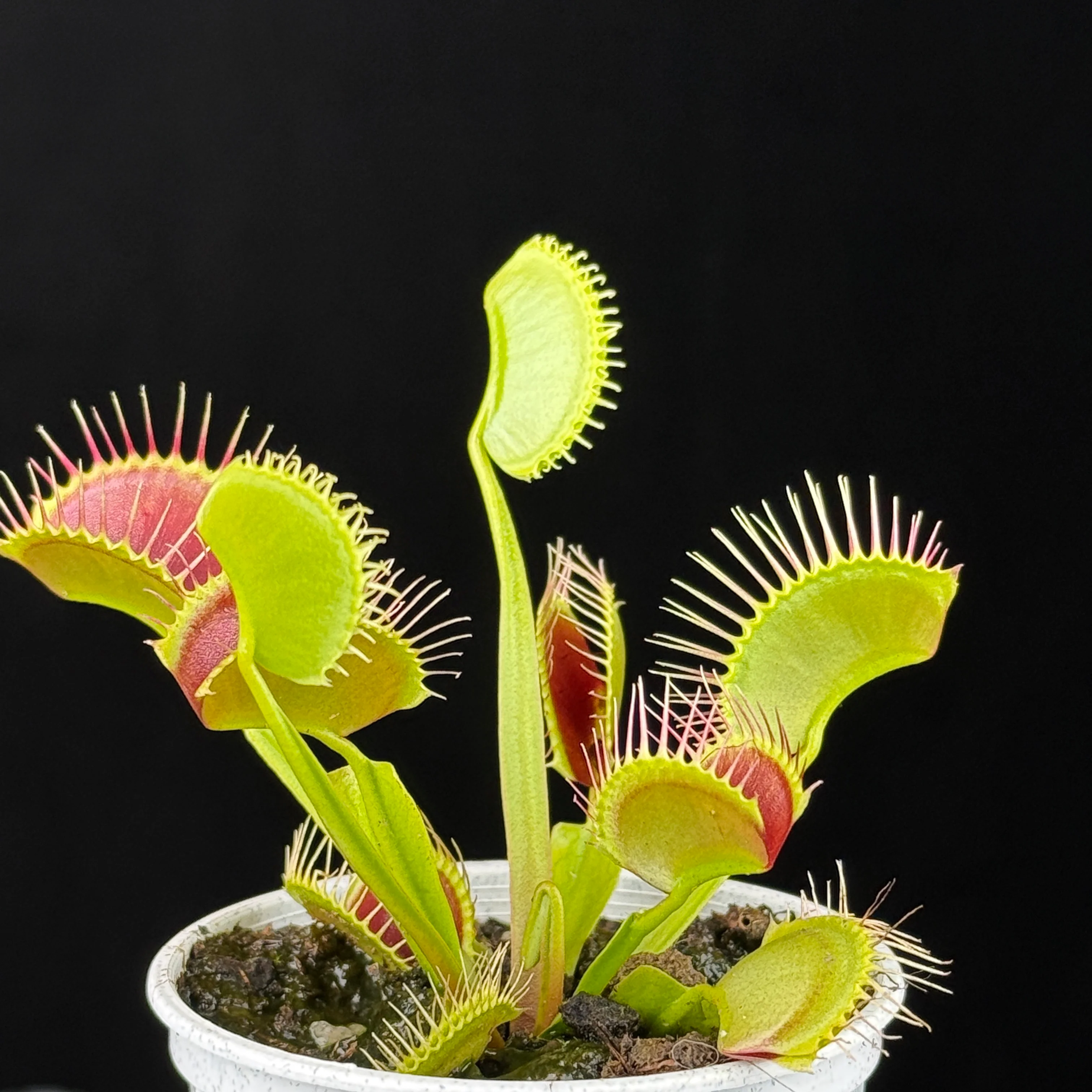 Dionaea muscipula ‘G14'
- Venus Fly Trap - Image 4