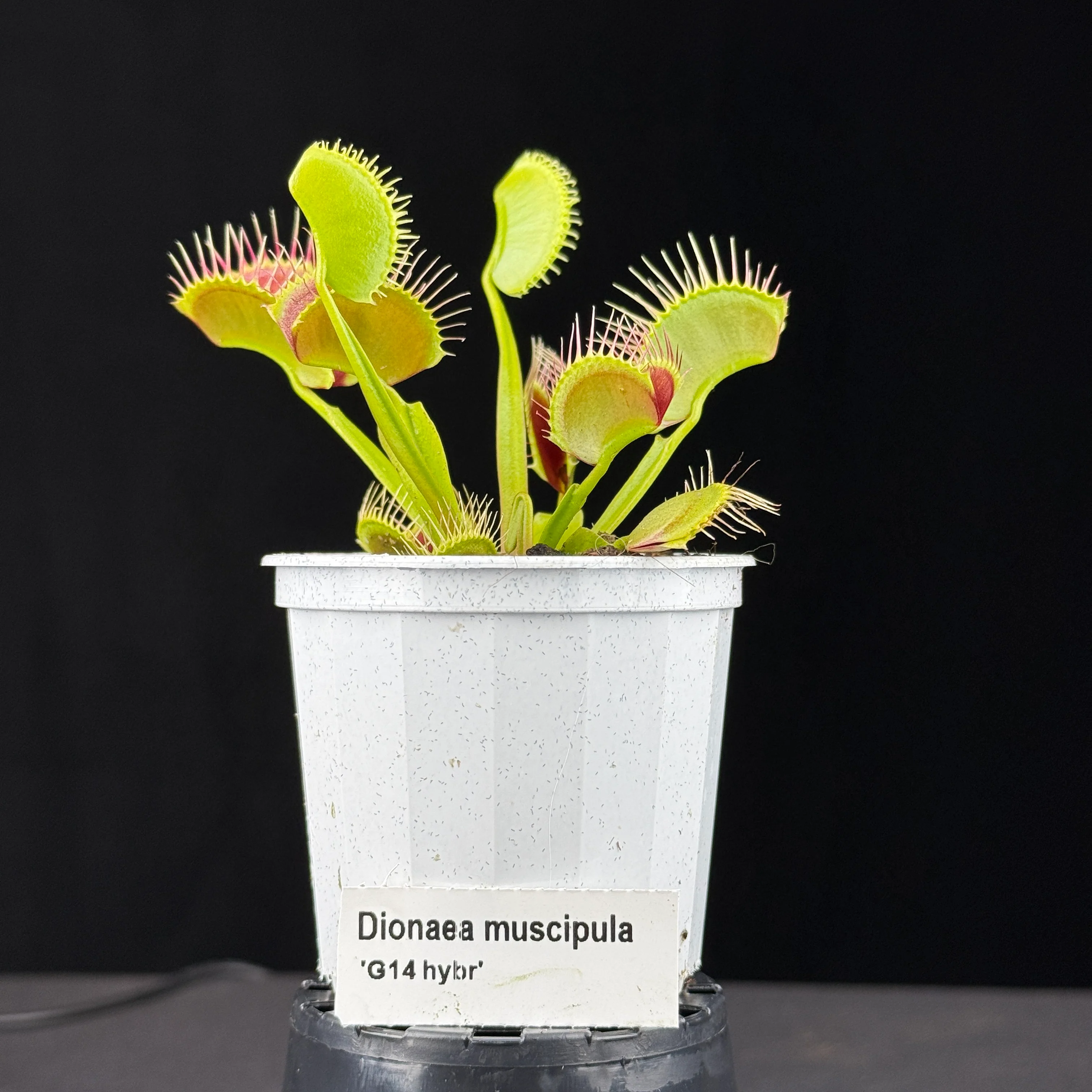 Dionaea muscipula ‘G14'
- Venus Fly Trap - Image 5