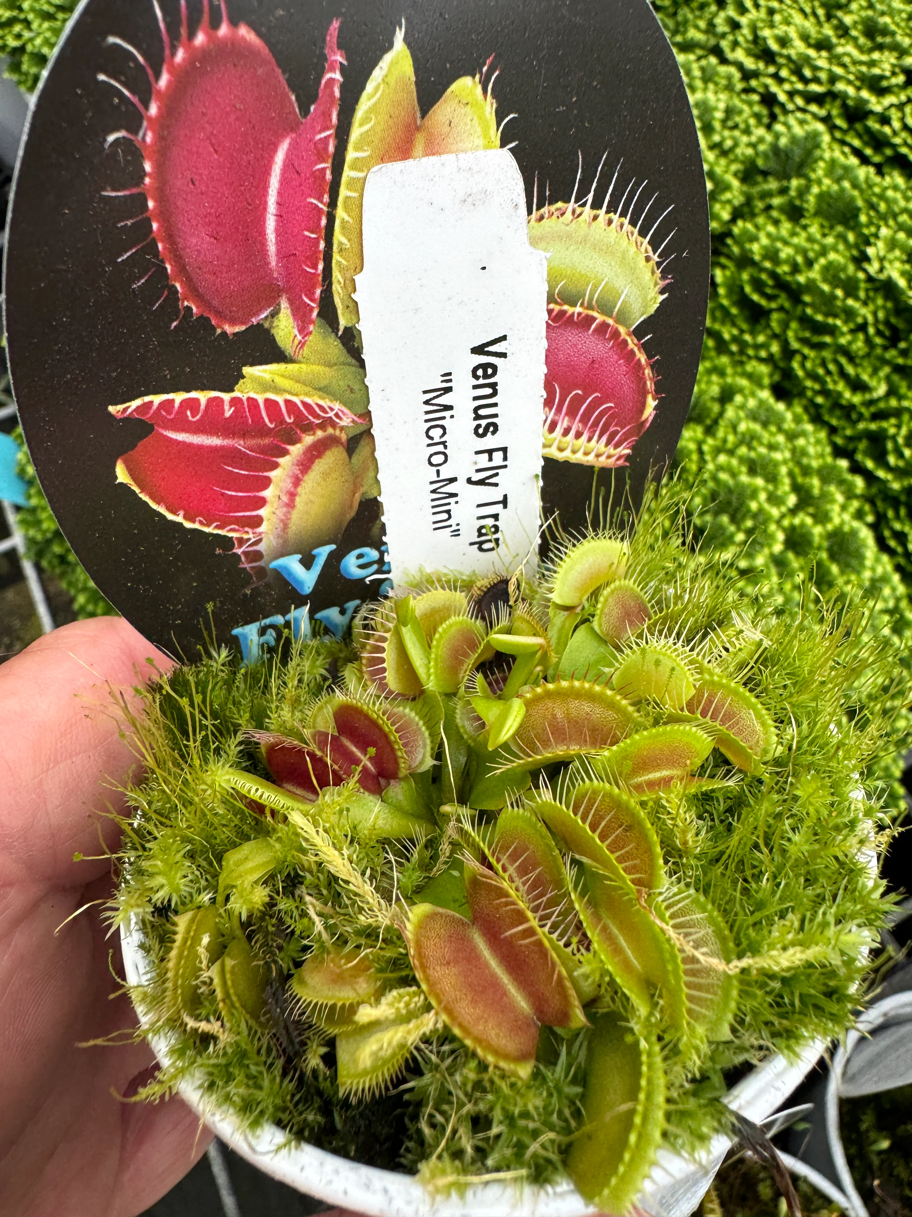 Dionaea muscipula 'Micro Mini' - Venus Fly Trap