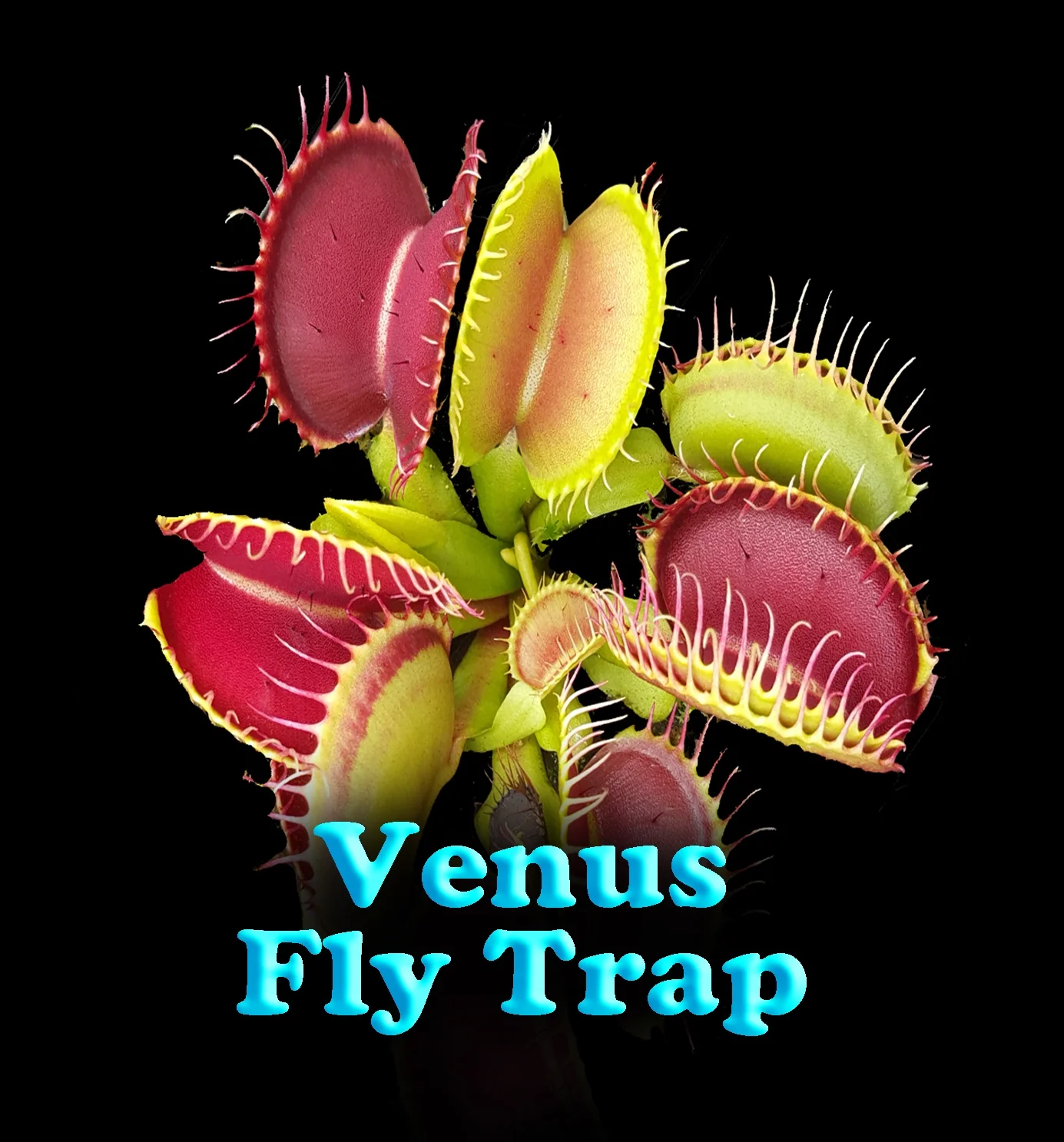 Dionaea muscipula 'Paradisia 14/15' - Venus Fly Trap - Image 2