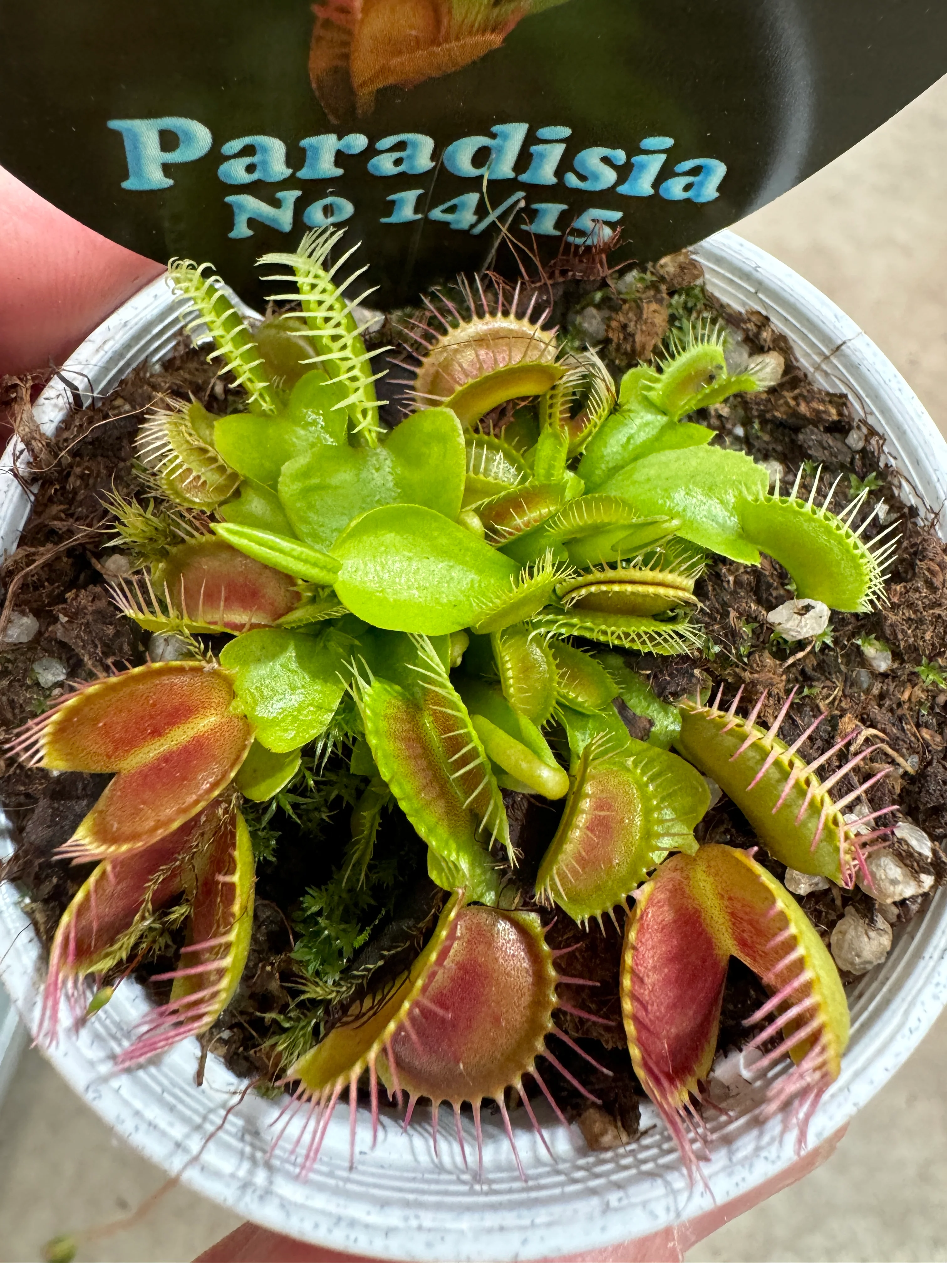 Dionaea muscipula 'Paradisia 14/15' - Venus Fly Trap - Image 5
