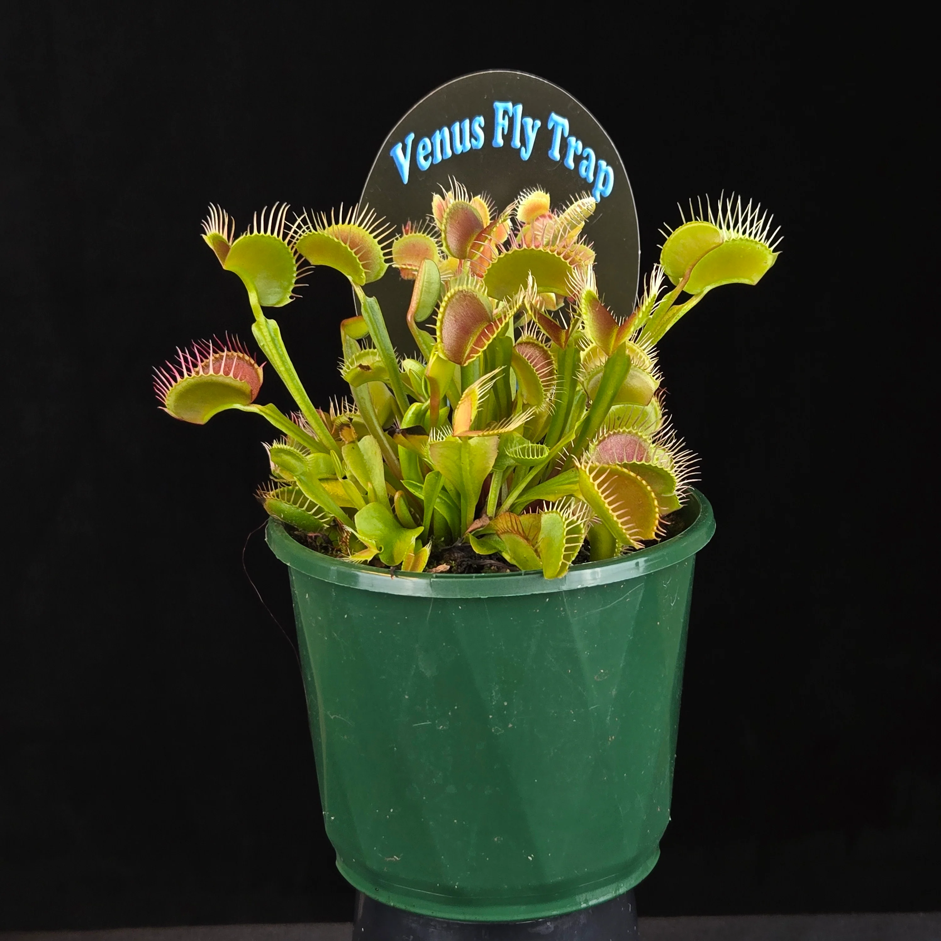 Dionaea muscipula 'Paradisia 14/15' - Venus Fly Trap - Image 6