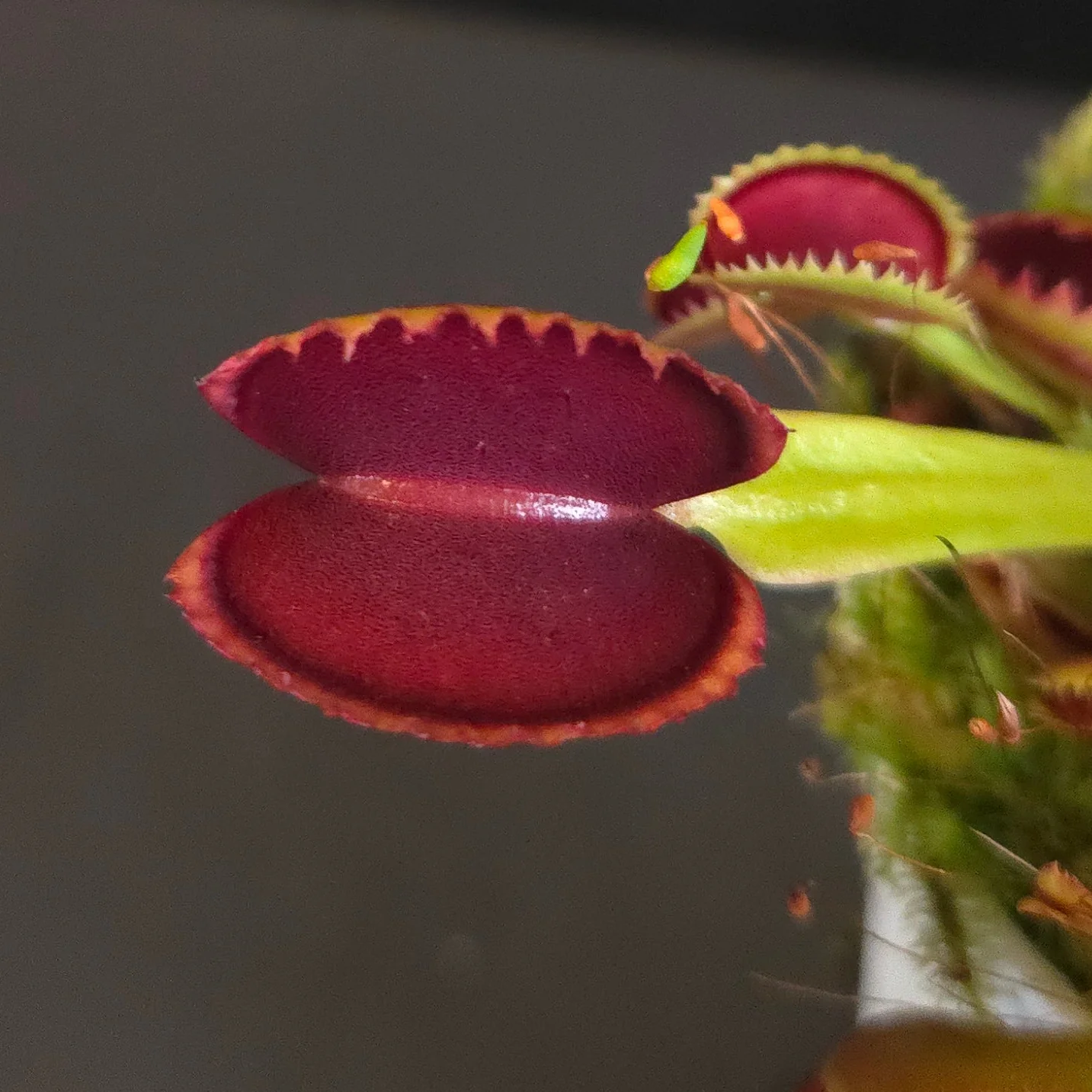 Dionaea muscipula 'Saw Tooth' - Image 2