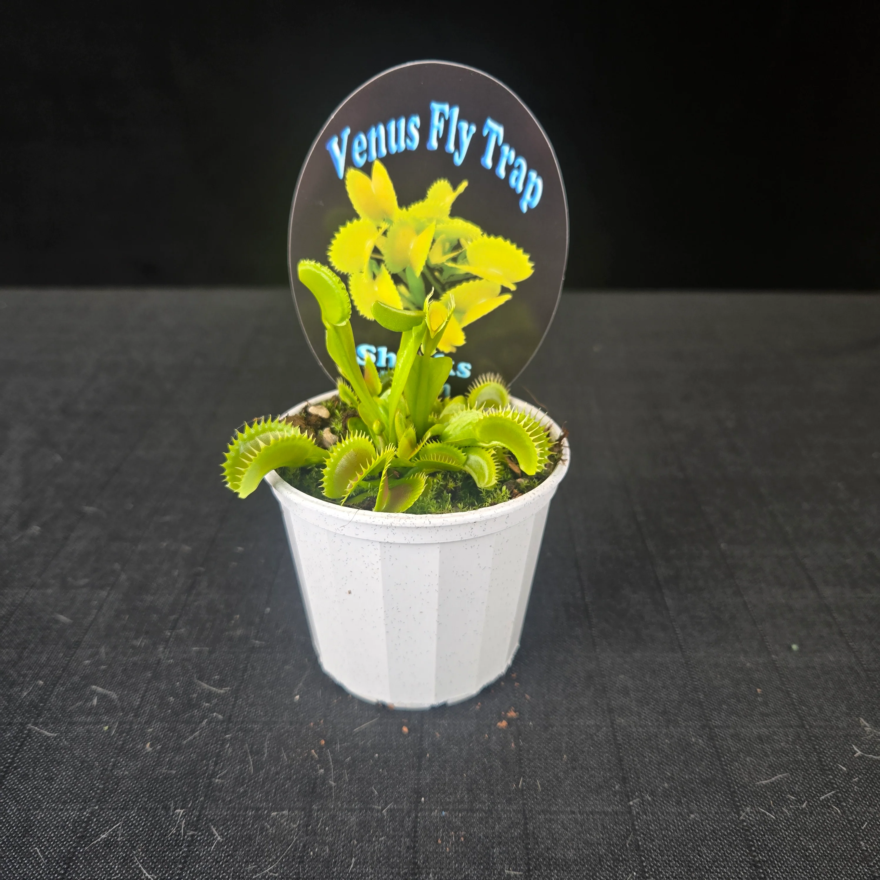 Dionaea muscipula 'Shark’s Teeth' – Venus Flytrap - Image 3