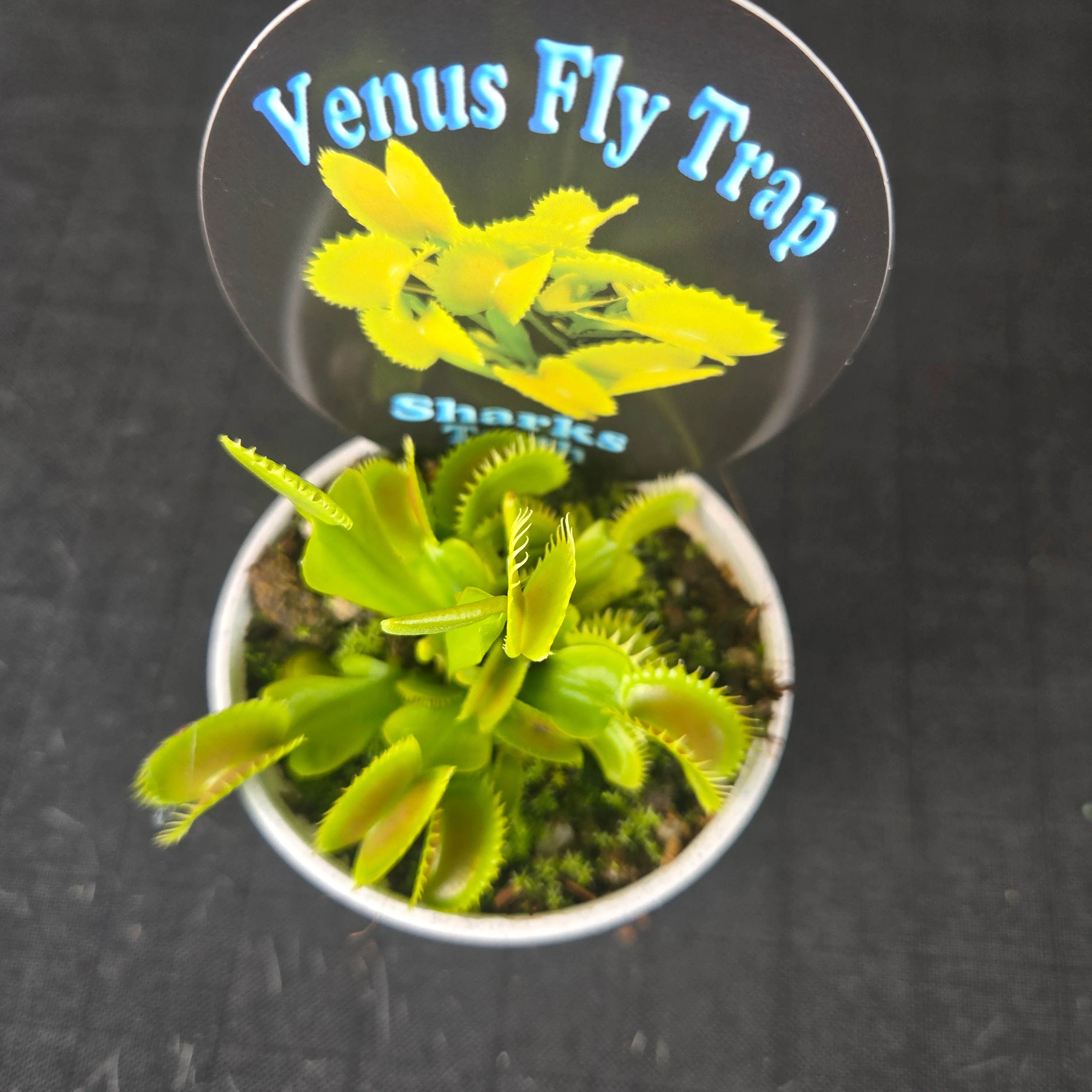 Dionaea muscipula 'Shark’s Teeth' – Venus Flytrap - Image 4