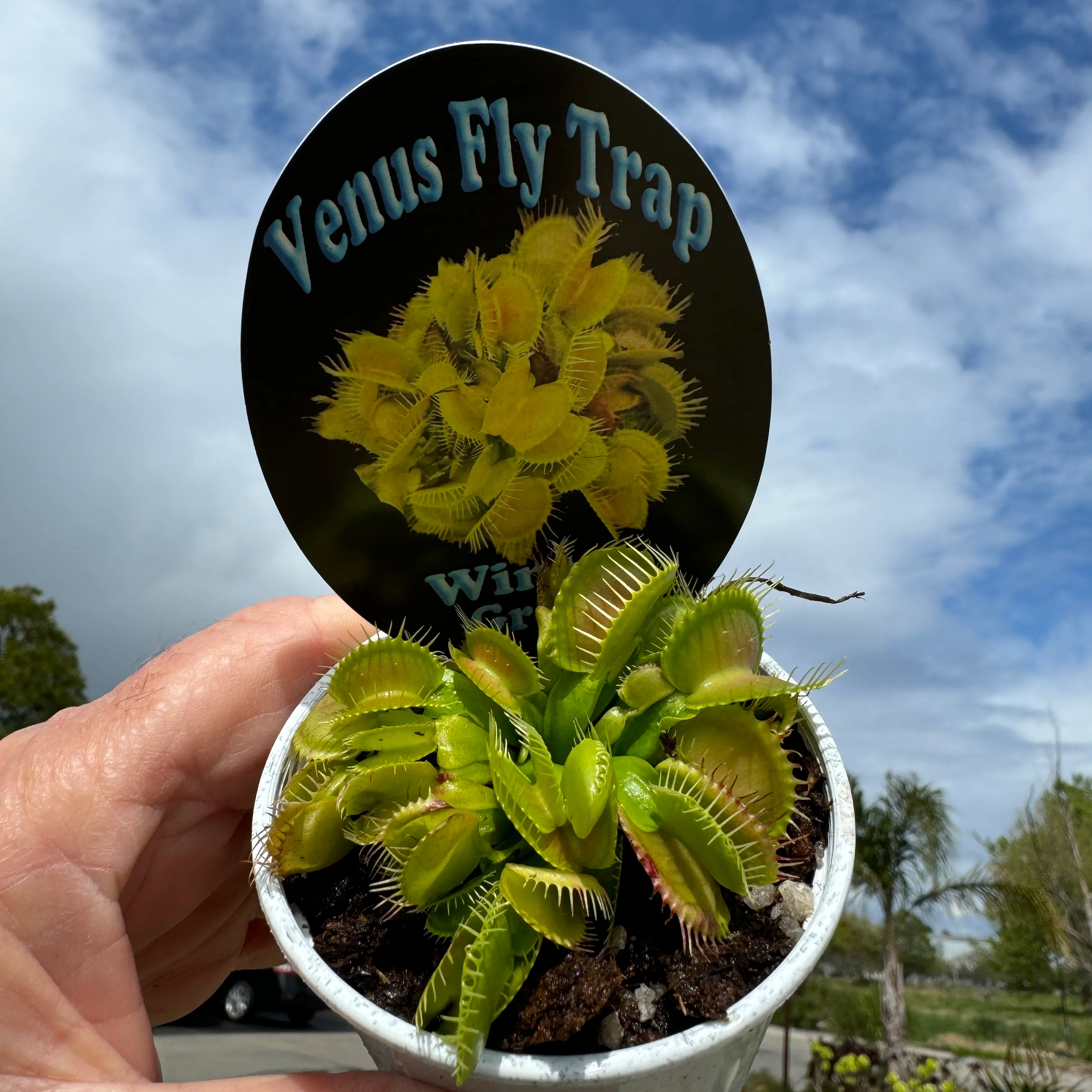 Dionaea muscipula 'Winter Green' - Venus Fly Trap - Image 2