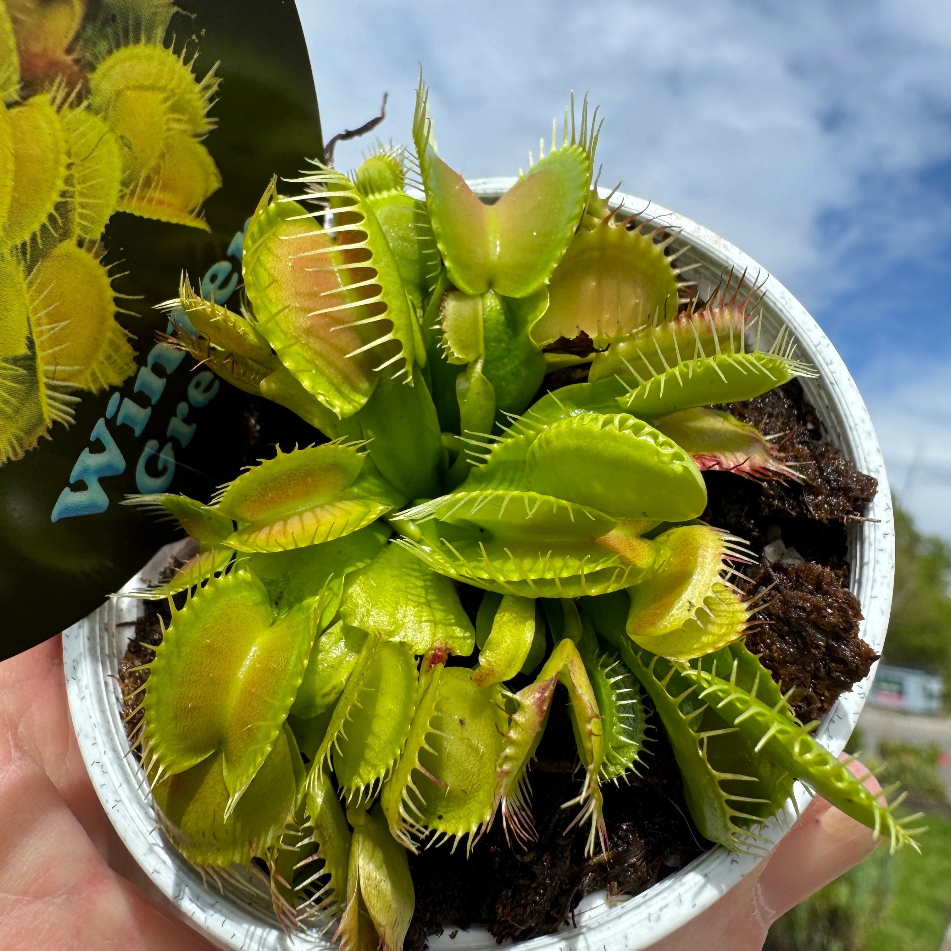 Dionaea muscipula 'Winter Green' - Venus Fly Trap - Image 3