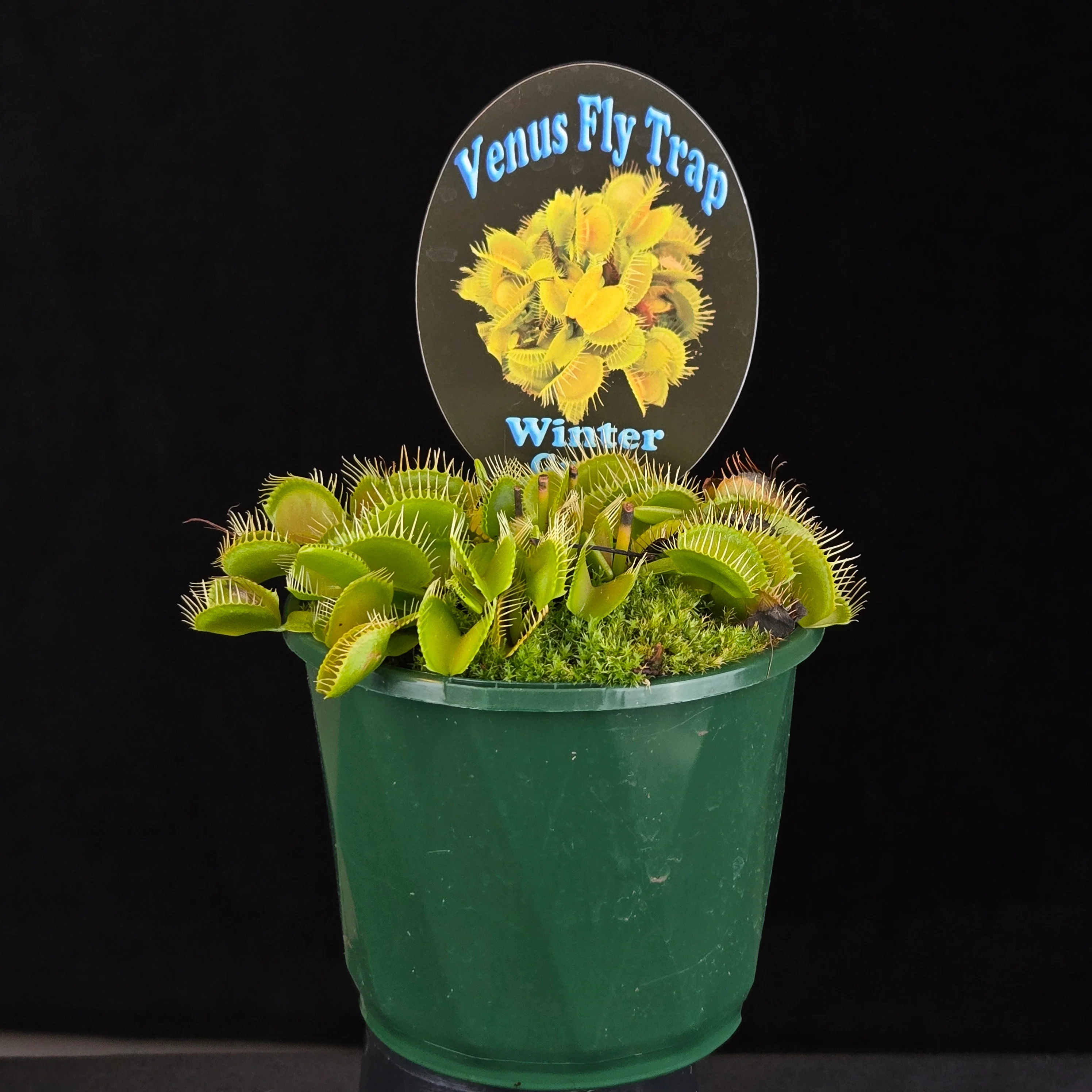 Dionaea muscipula 'Winter Green' - Venus Fly Trap - Image 5