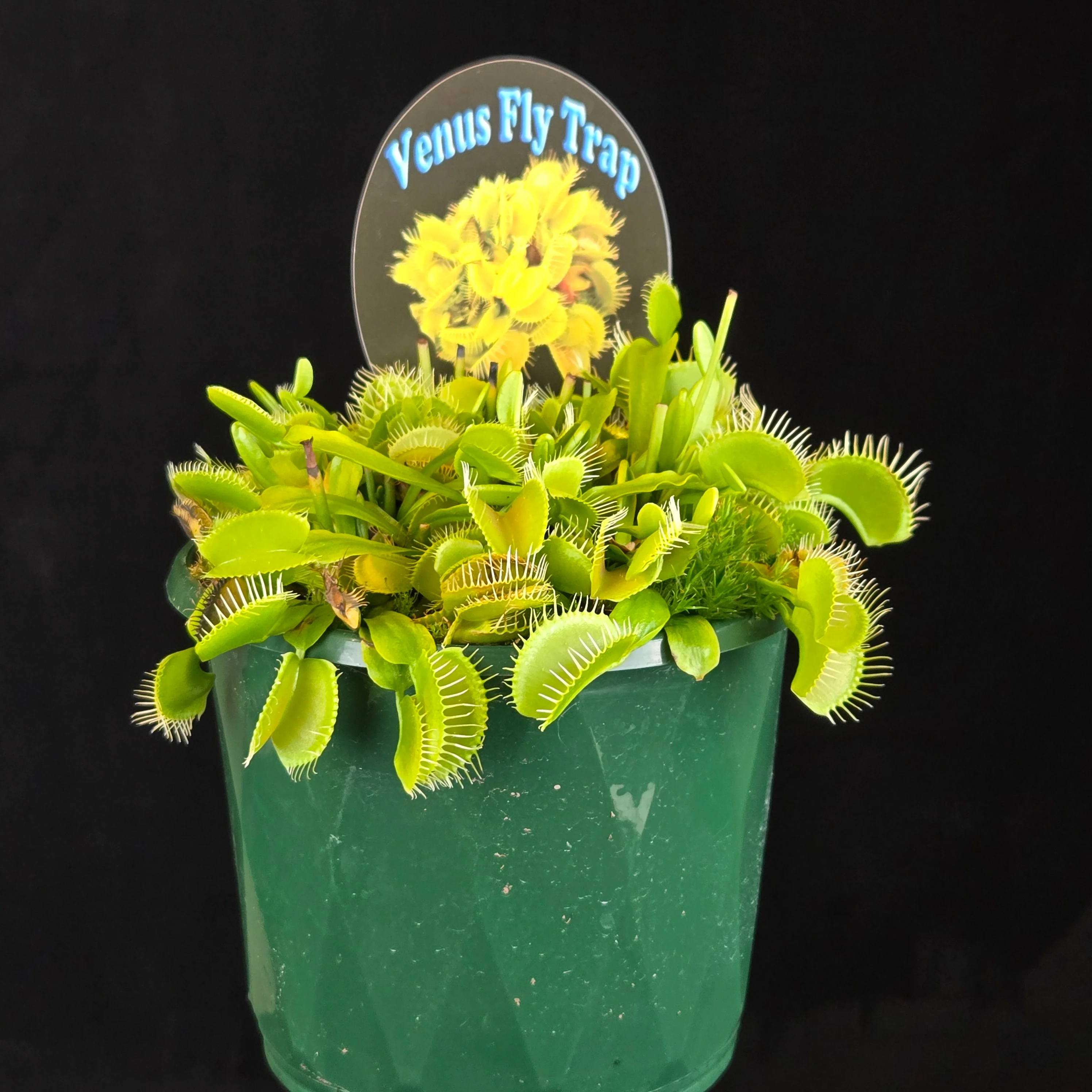 Dionaea muscipula 'Winter Green' - Venus Fly Trap - Image 6