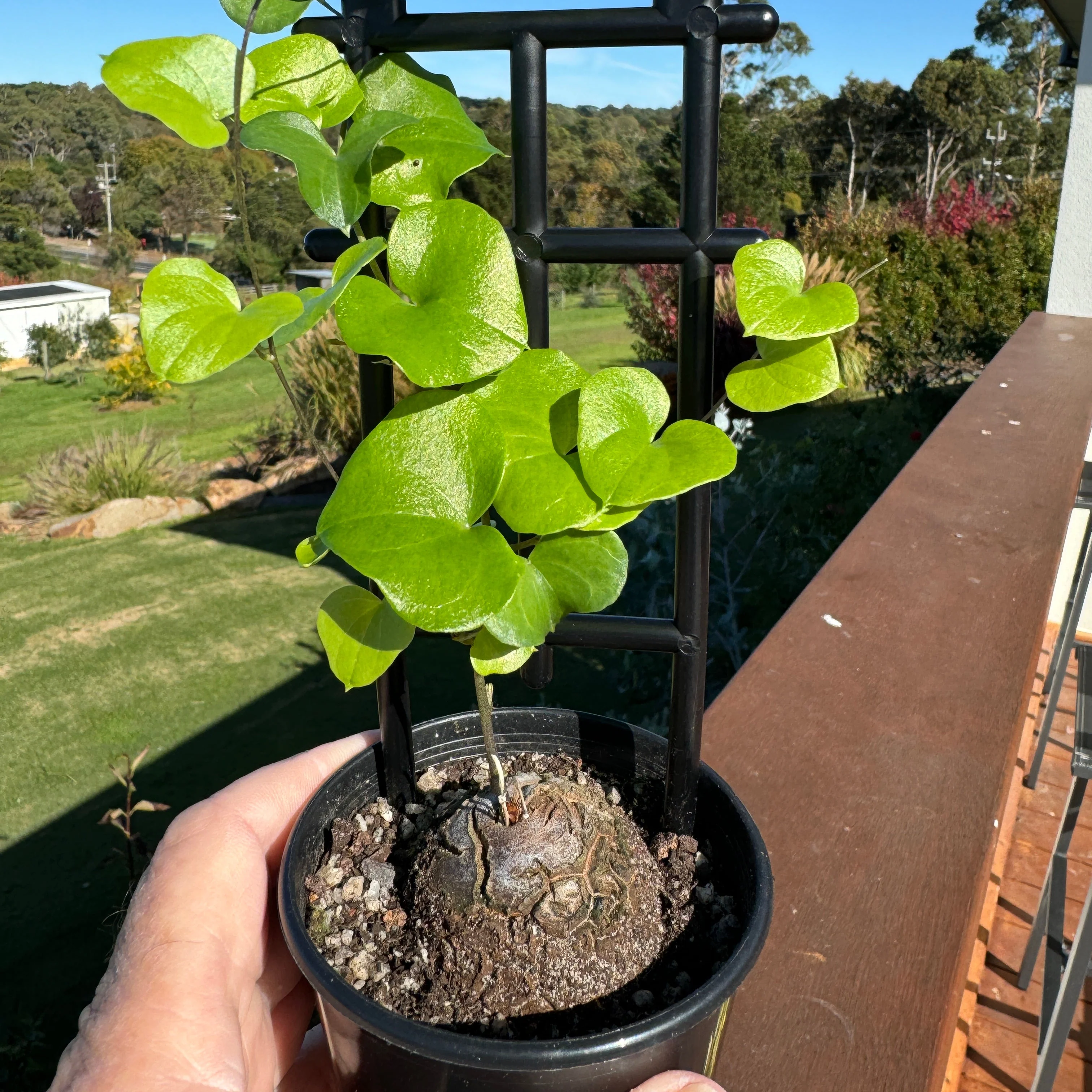 Dioscorea elephantipes 'The Elephant's Foot' - Image 4