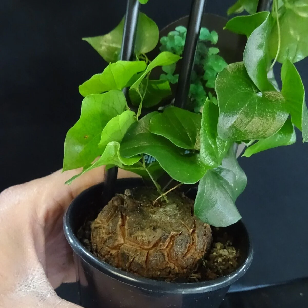 Dioscorea elephantipes 'The Elephant's Foot' - Image 5