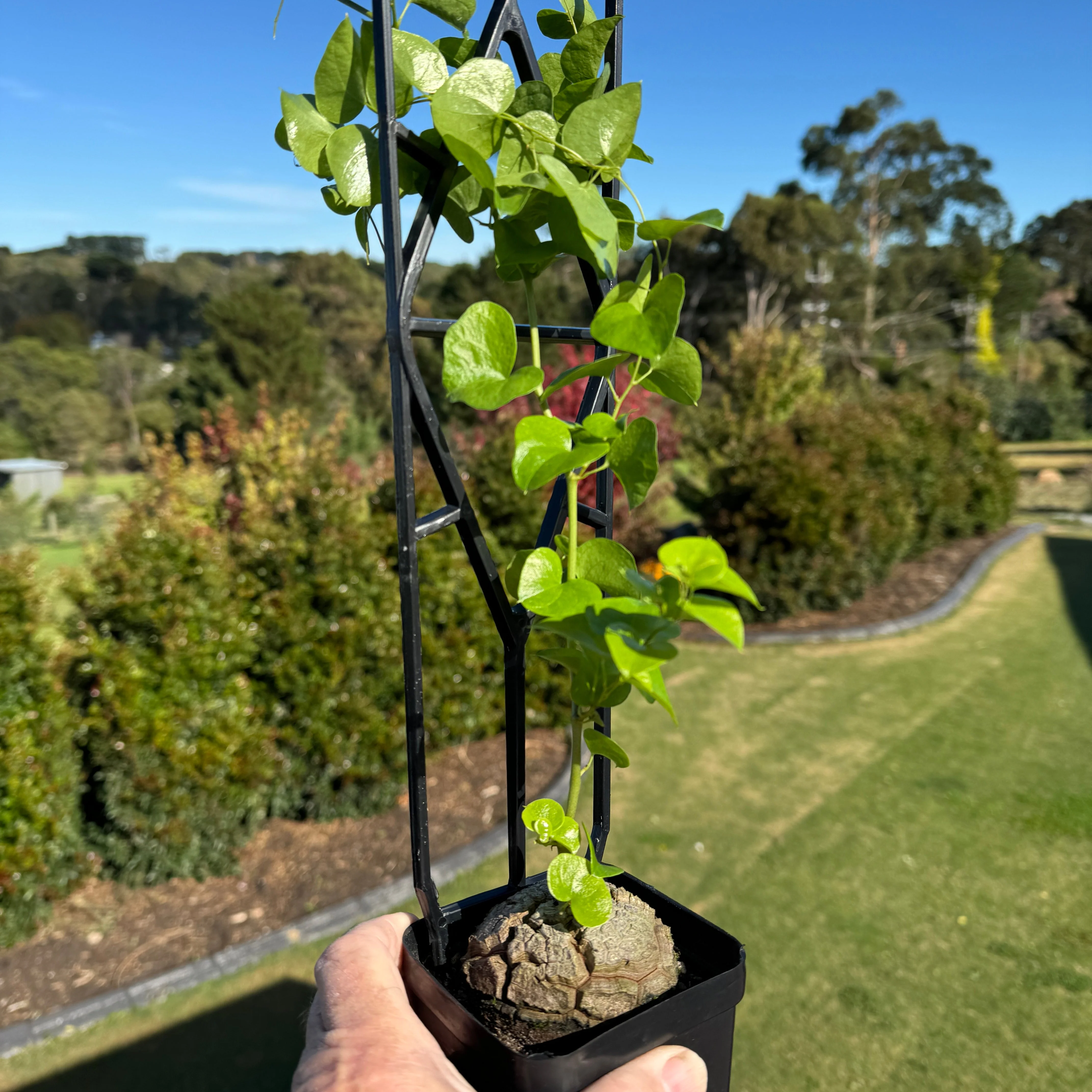 Dioscorea elephantipes 'The Elephant's Foot' - Image 6