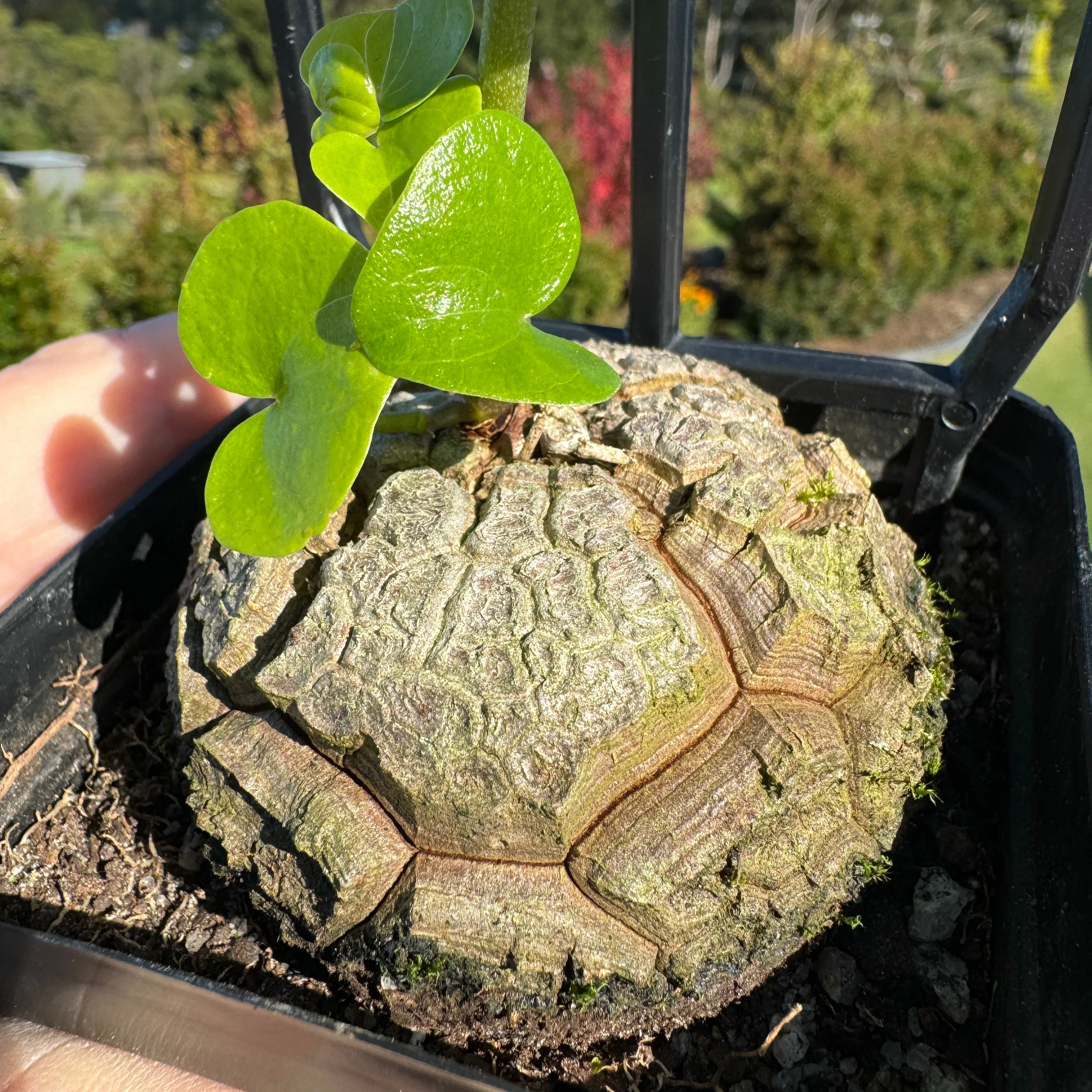 Dioscorea elephantipes 'The Elephant's Foot' - Image 7