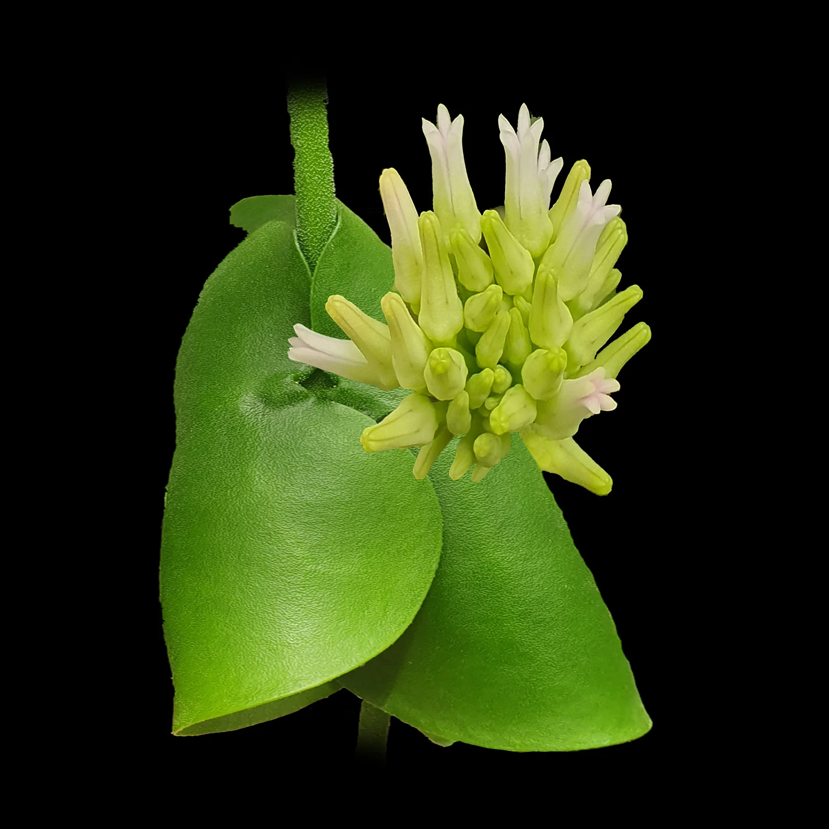 Dischidia imbricata