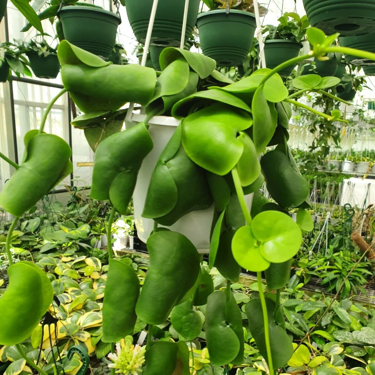 Dischidia imbricata - Image 2