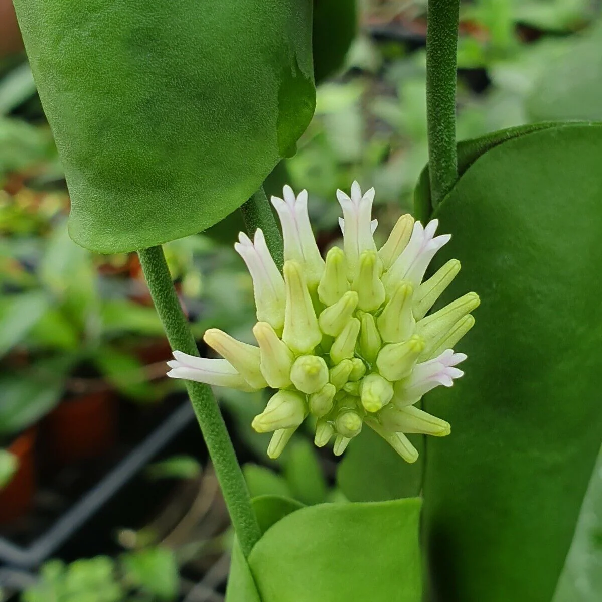 Dischidia imbricata - Image 3
