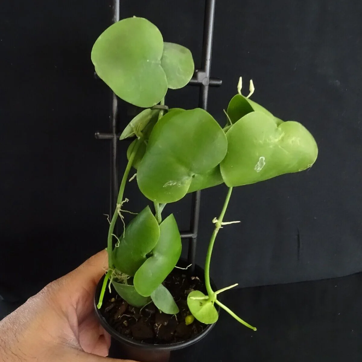 Dischidia imbricata - Image 4