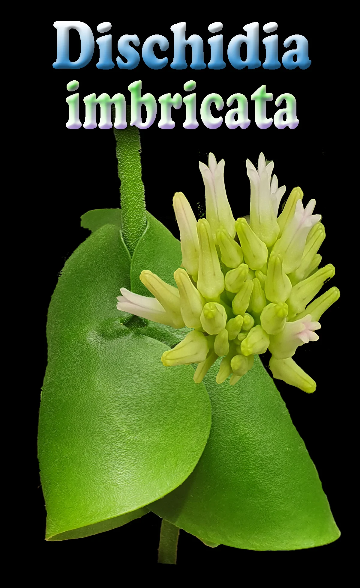 Dischidia imbricata - Image 5