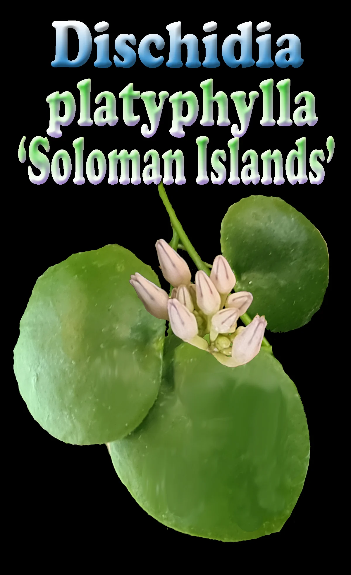 Dischidia platyphylla 'Solomon Islands' - Image 2