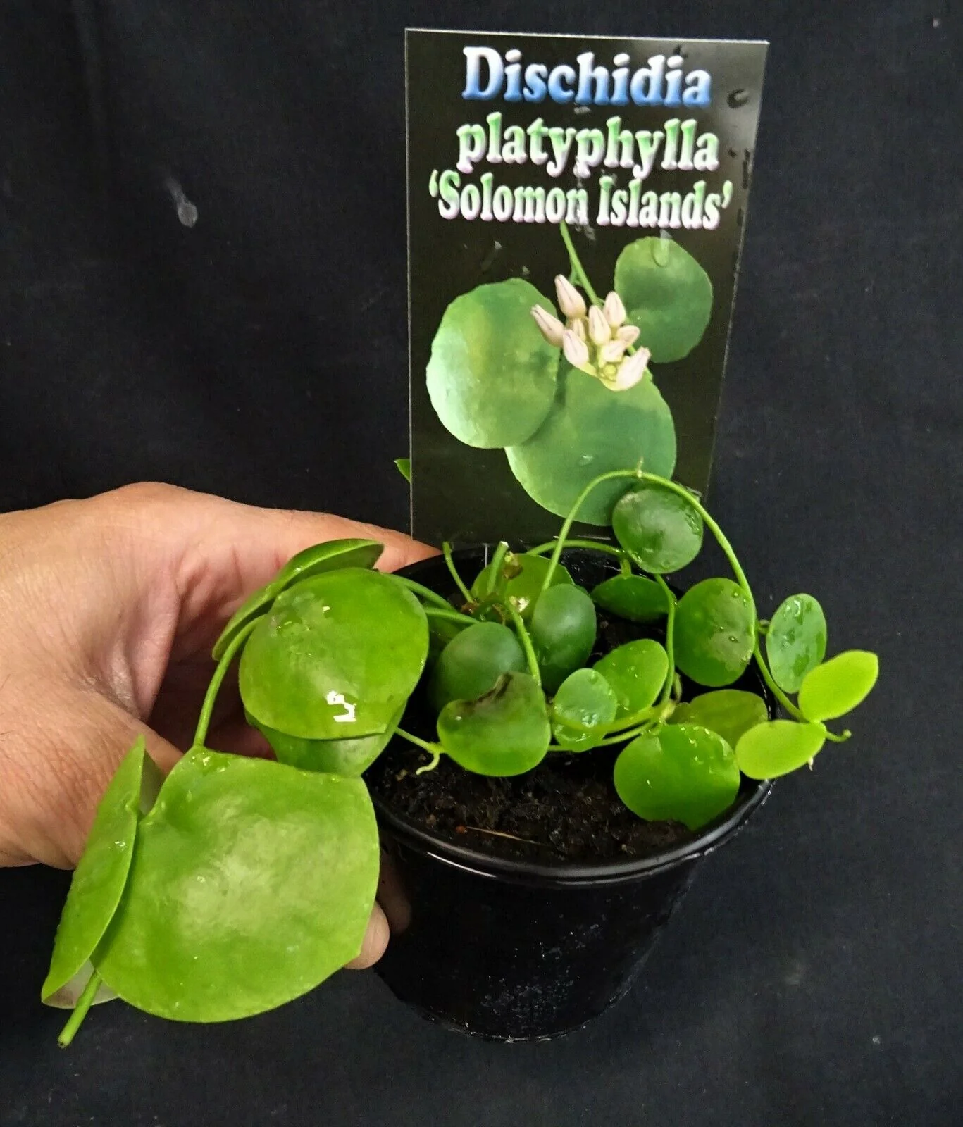 Dischidia platyphylla 'Solomon Islands' - Image 3