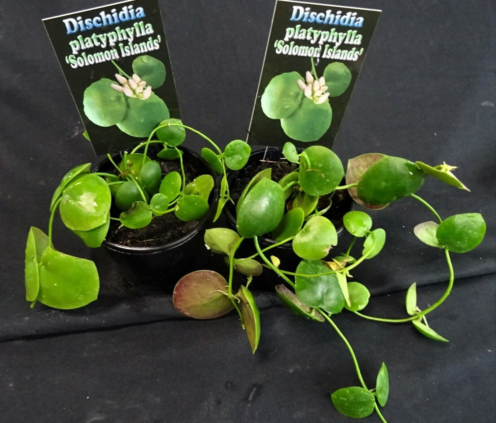 Dischidia platyphylla 'Solomon Islands' - Image 4