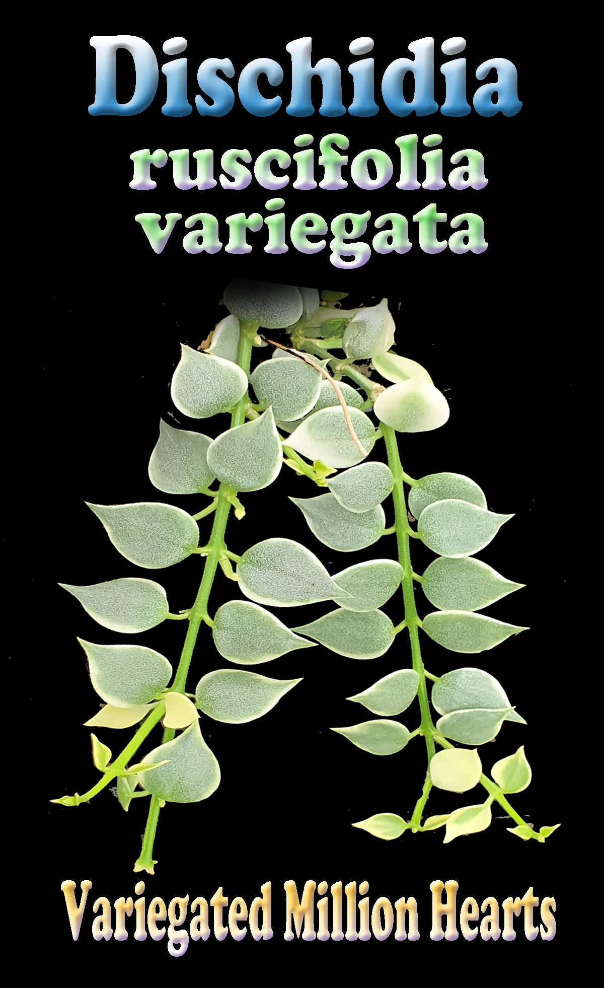 Dischidia ruscifolia variegata – Variegated Million Hearts Vine - Image 3
