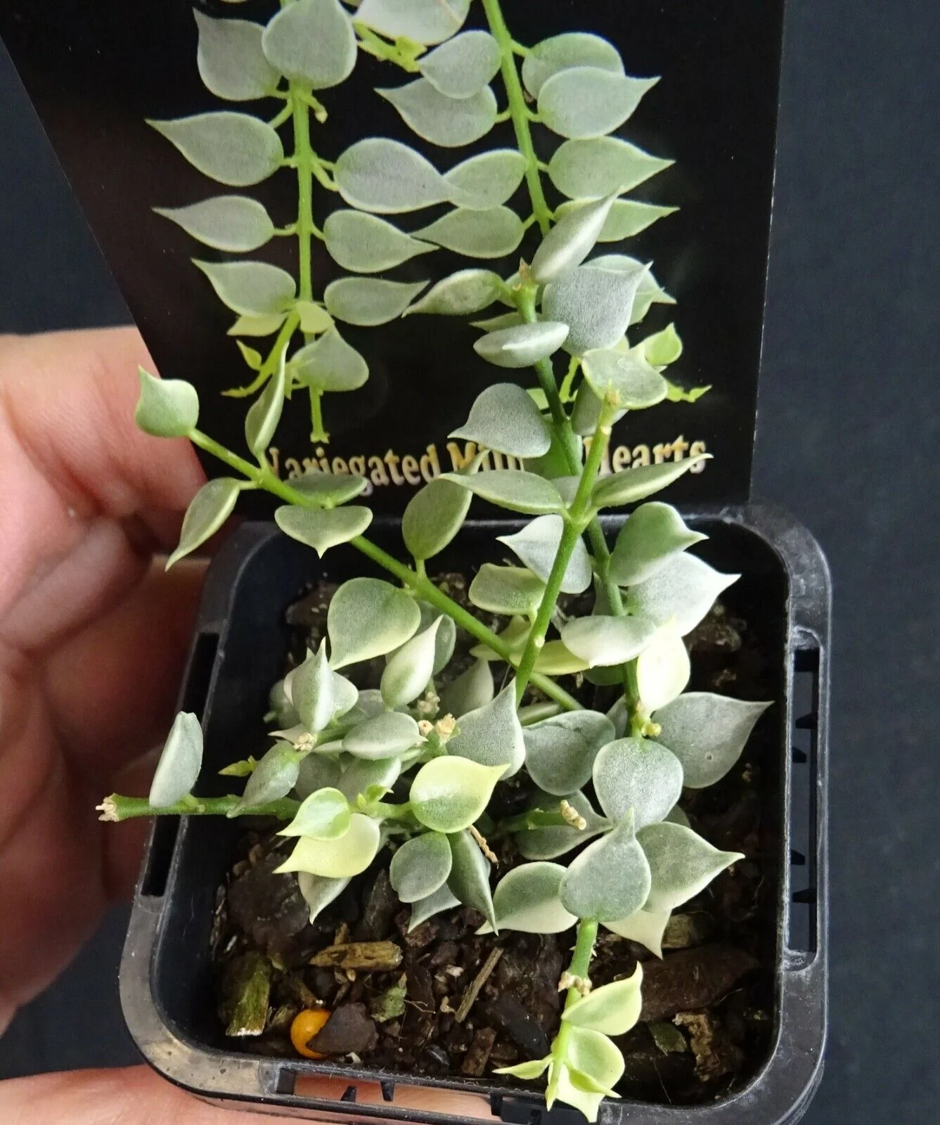 Dischidia ruscifolia variegata – Variegated Million Hearts Vine - Image 4