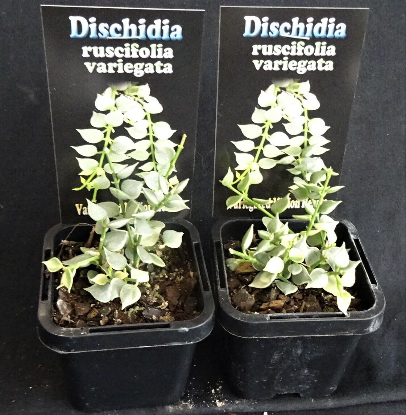 Dischidia ruscifolia variegata – Variegated Million Hearts Vine - Image 5