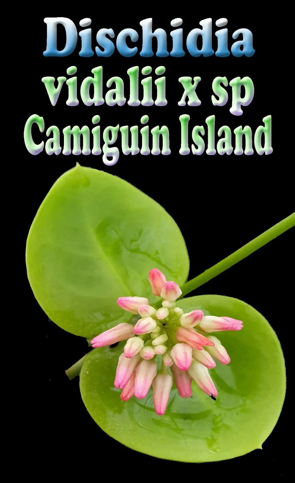 Dischidia vidalii × Dischidia sp. Camiguin Island (WA Prohibited) - Image 3