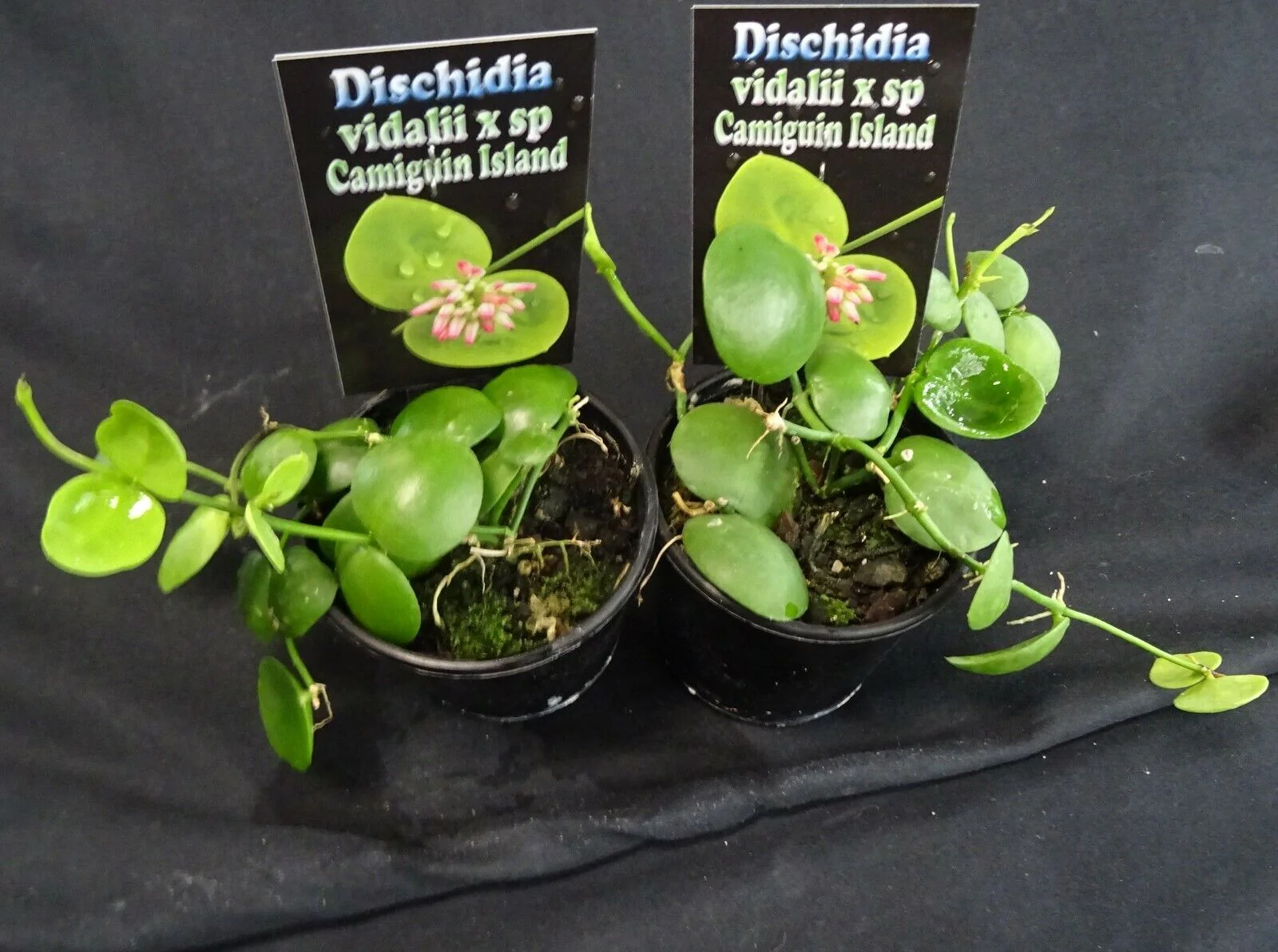 Dischidia vidalii × Dischidia sp. Camiguin Island (WA Prohibited) - Image 4