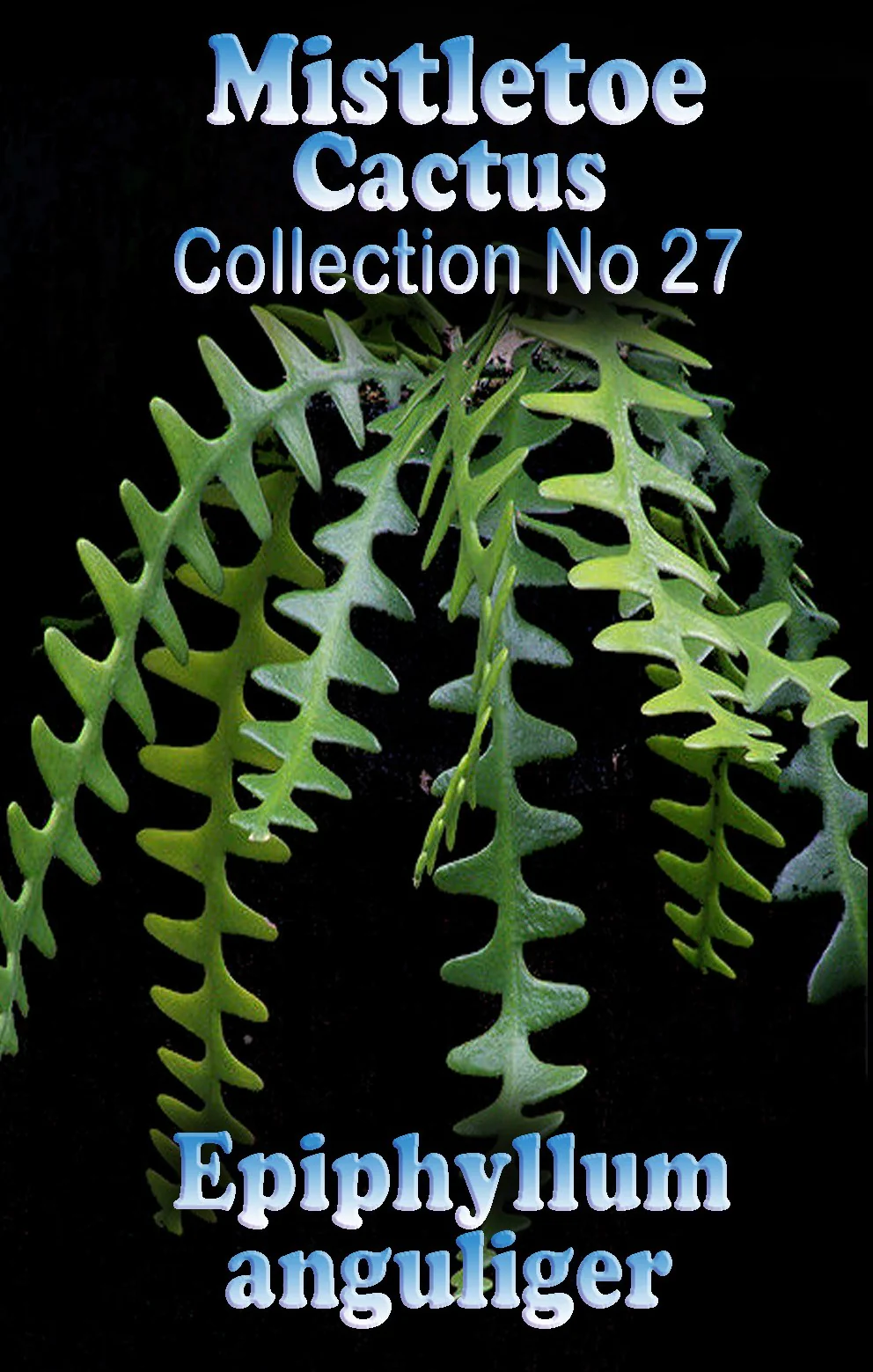Disocactus anguliger (syn. Epiphyllum anguliger) Fishbone Cactus - Image 3