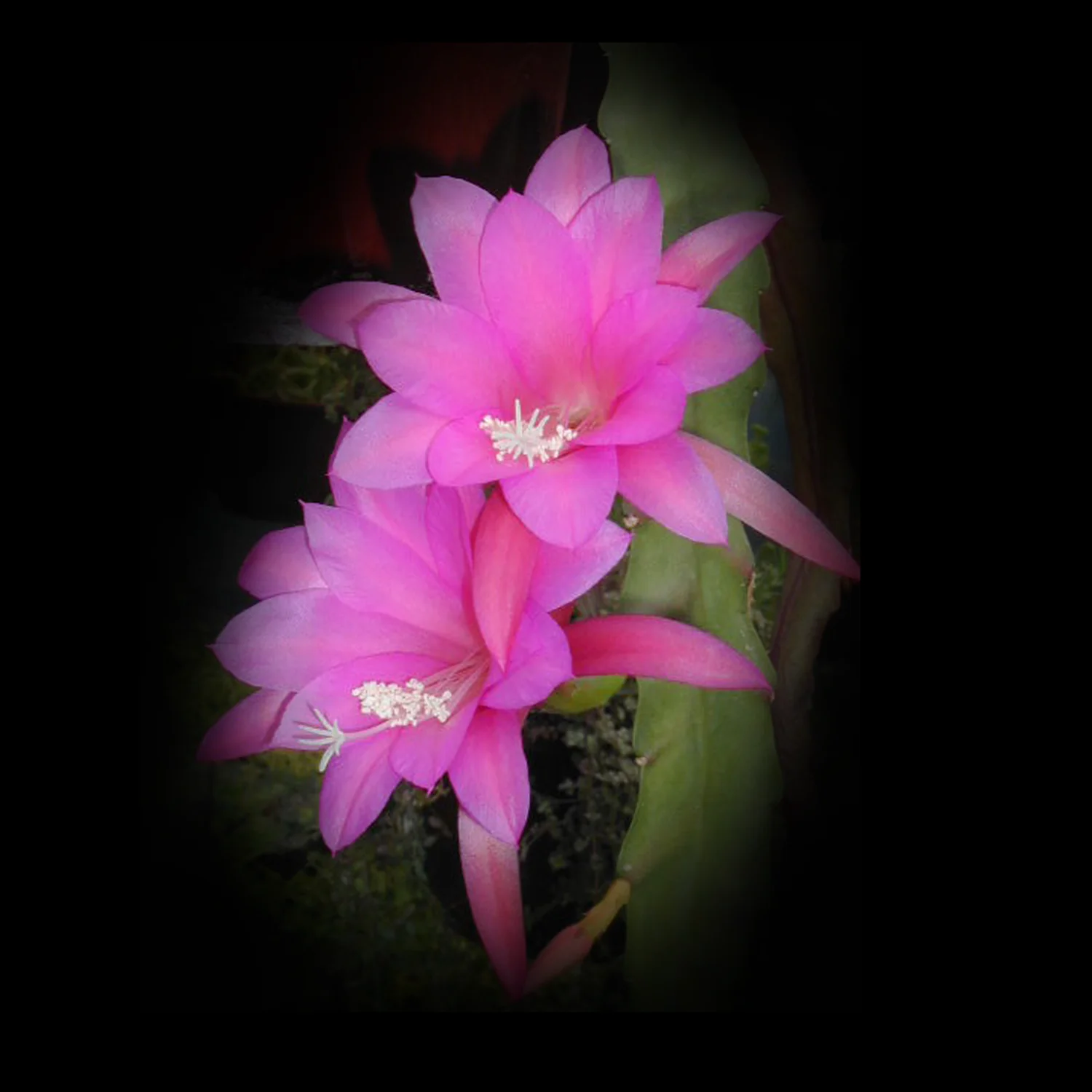 Disocactus nelsonii – Mistletoe Cactus
