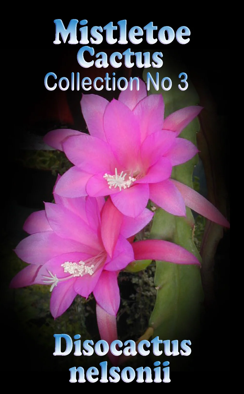 Disocactus nelsonii – Mistletoe Cactus - Image 3