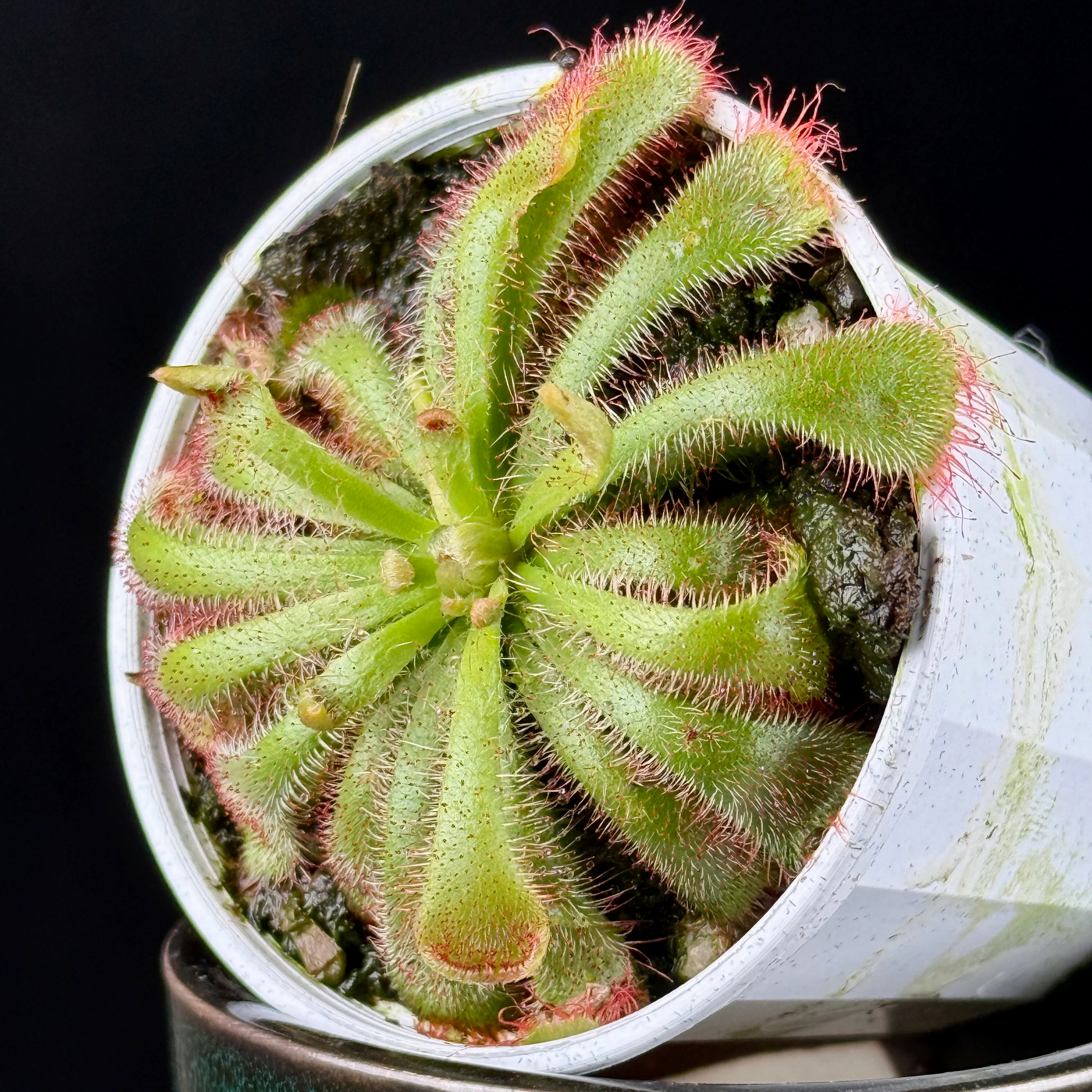 Drosera aliciae - Image 3