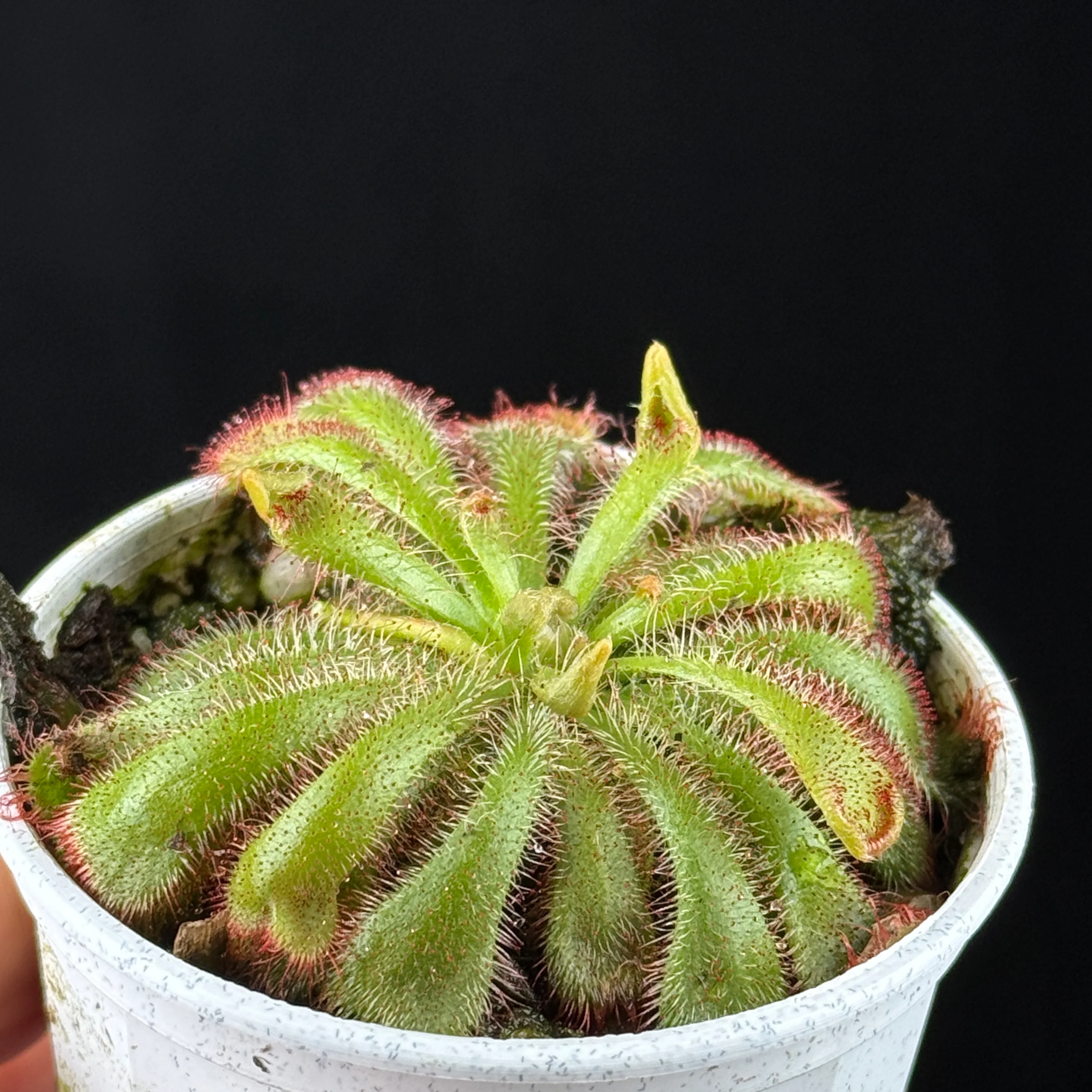 Drosera aliciae - Image 4