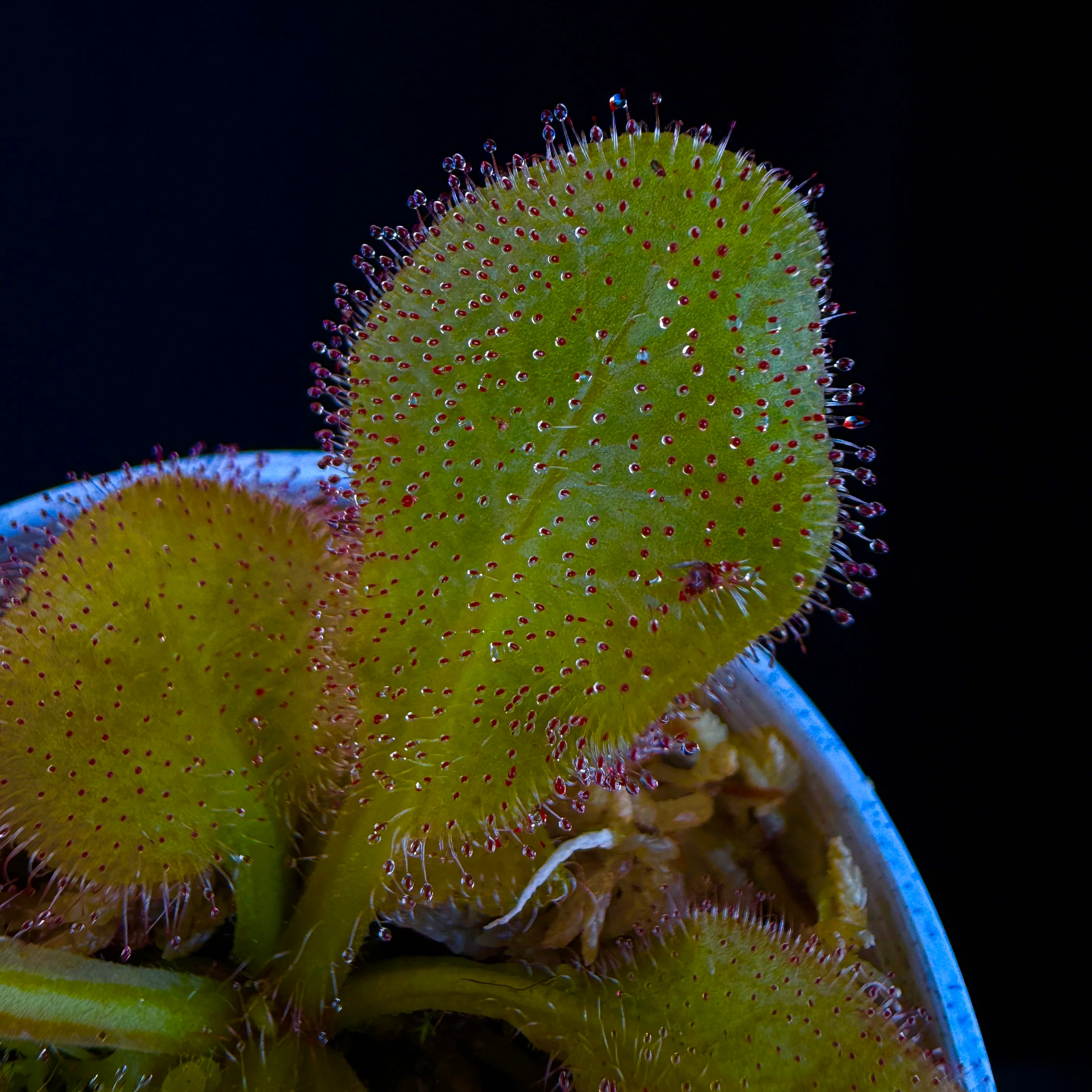 Drosera Andromeda - Image 2