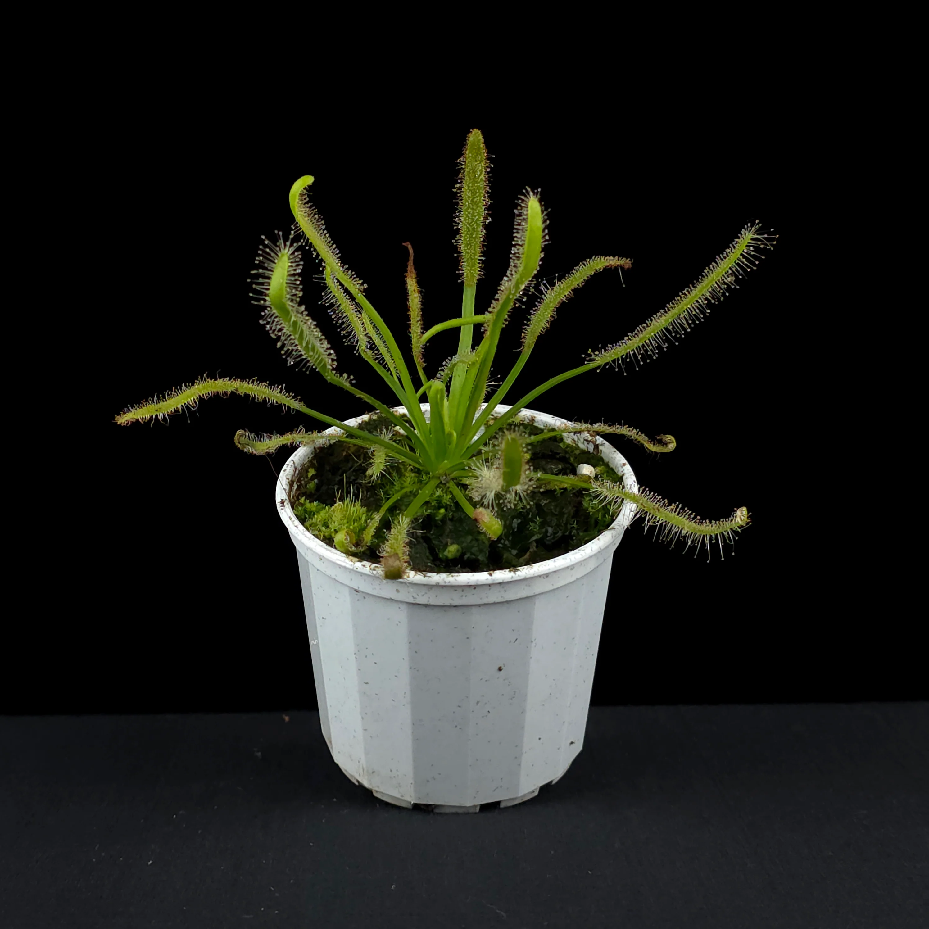 Drosera capensis - Image 3