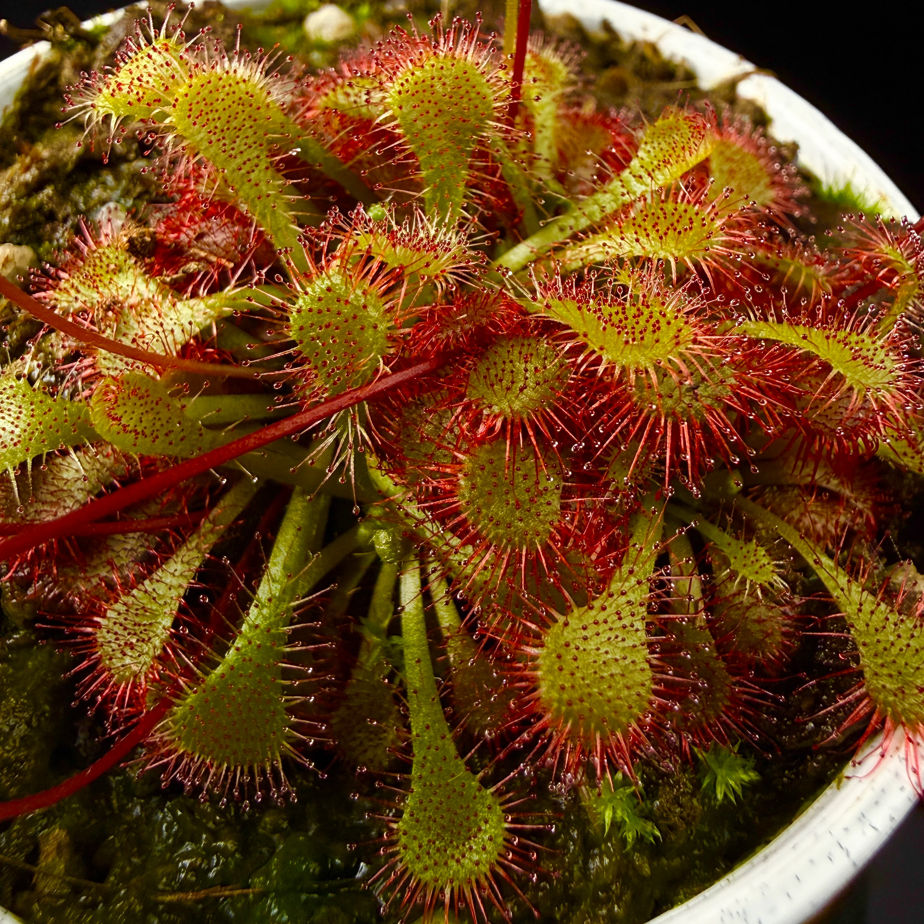 Drosera spatulata ‘Rouge’ - Image 3