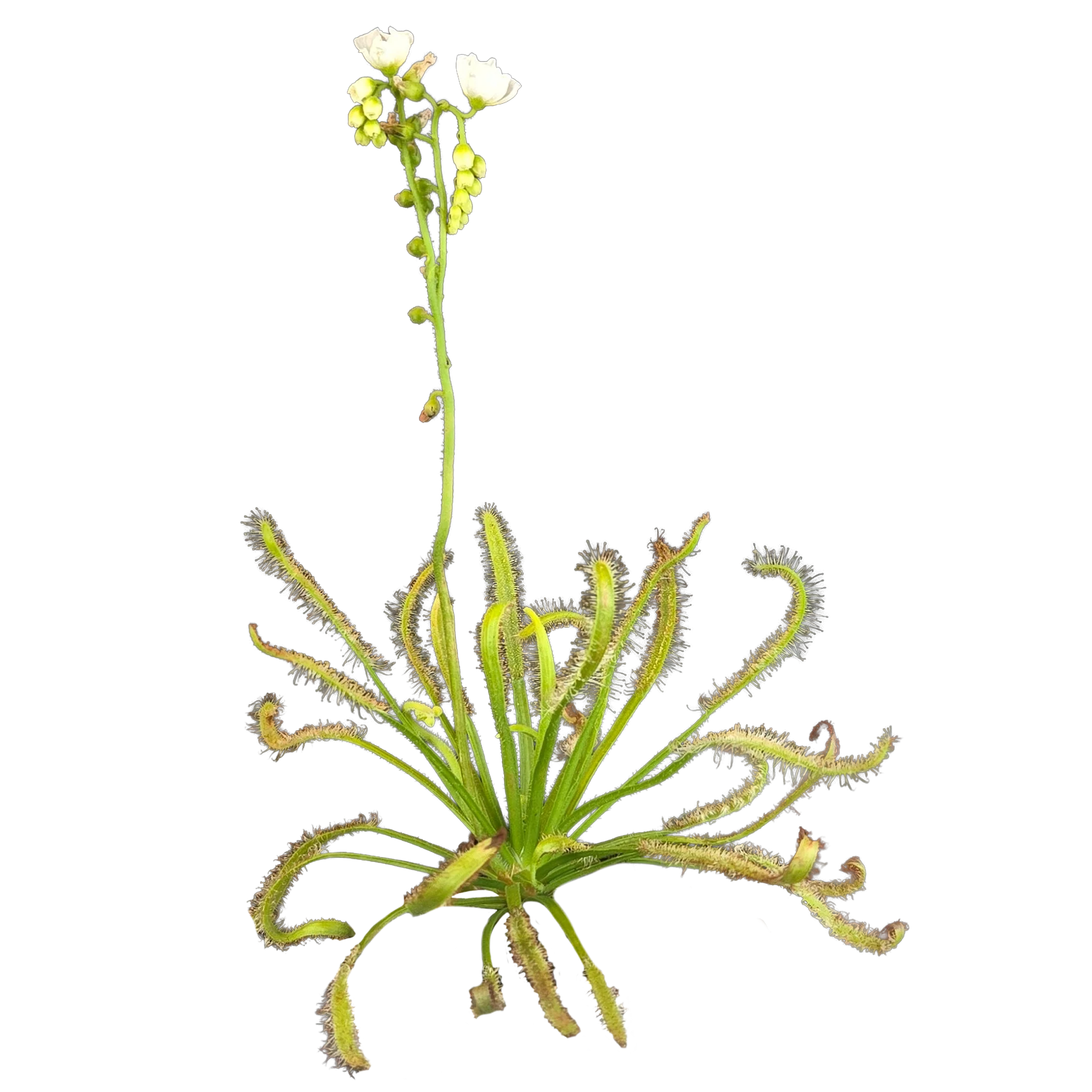 Drosera capensis (White Form)