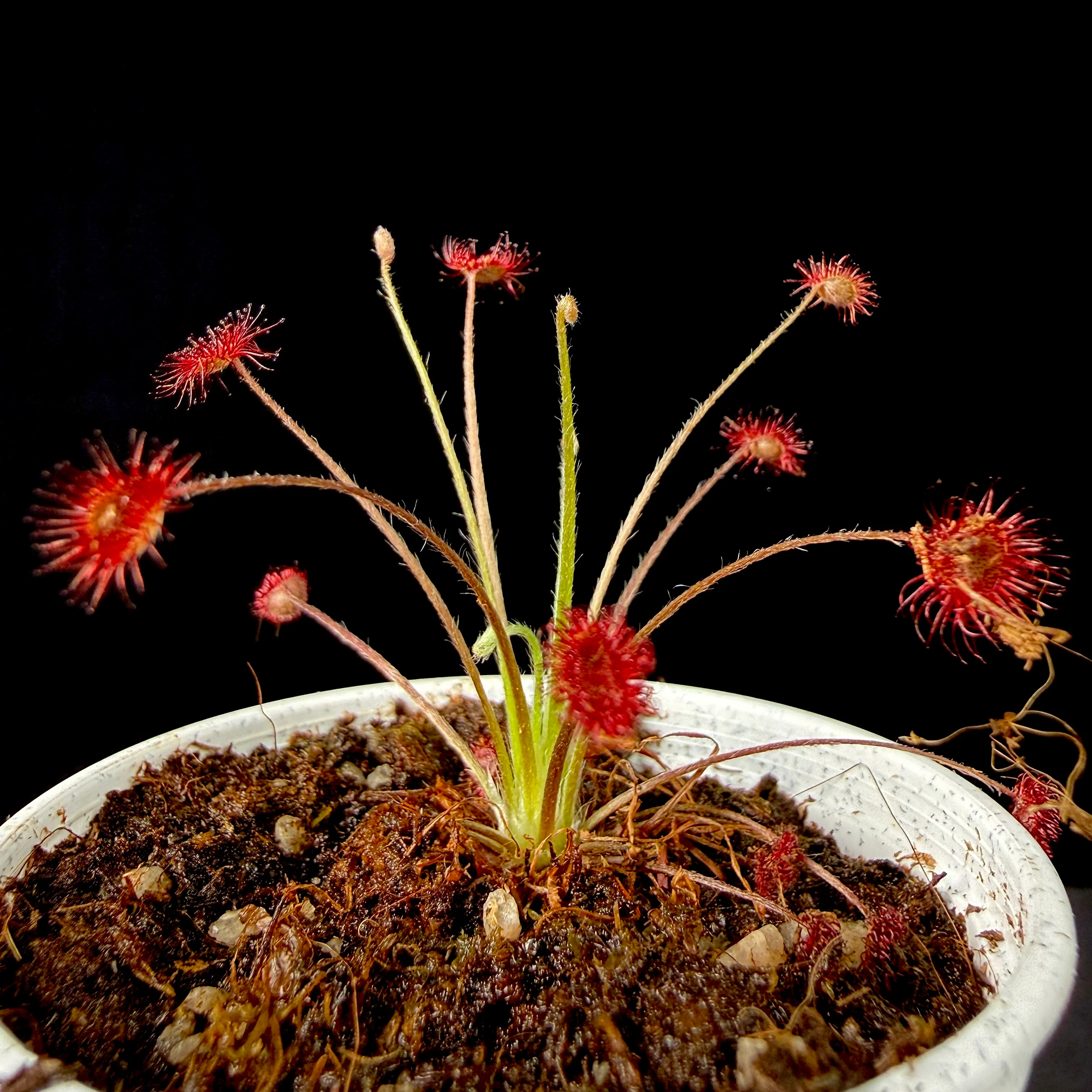 Drosera paradoxa - Image 2