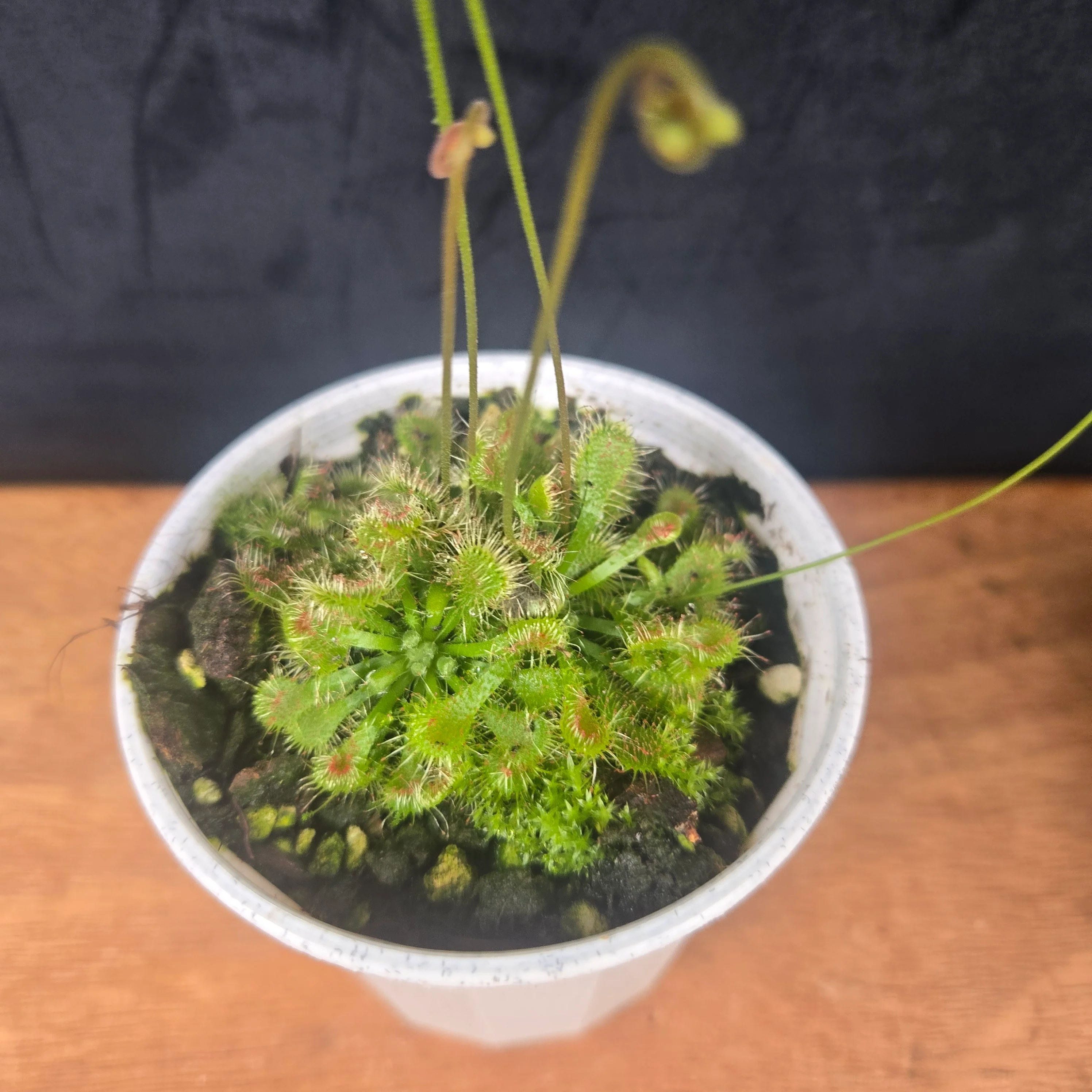 Drosera spatulata - Image 2