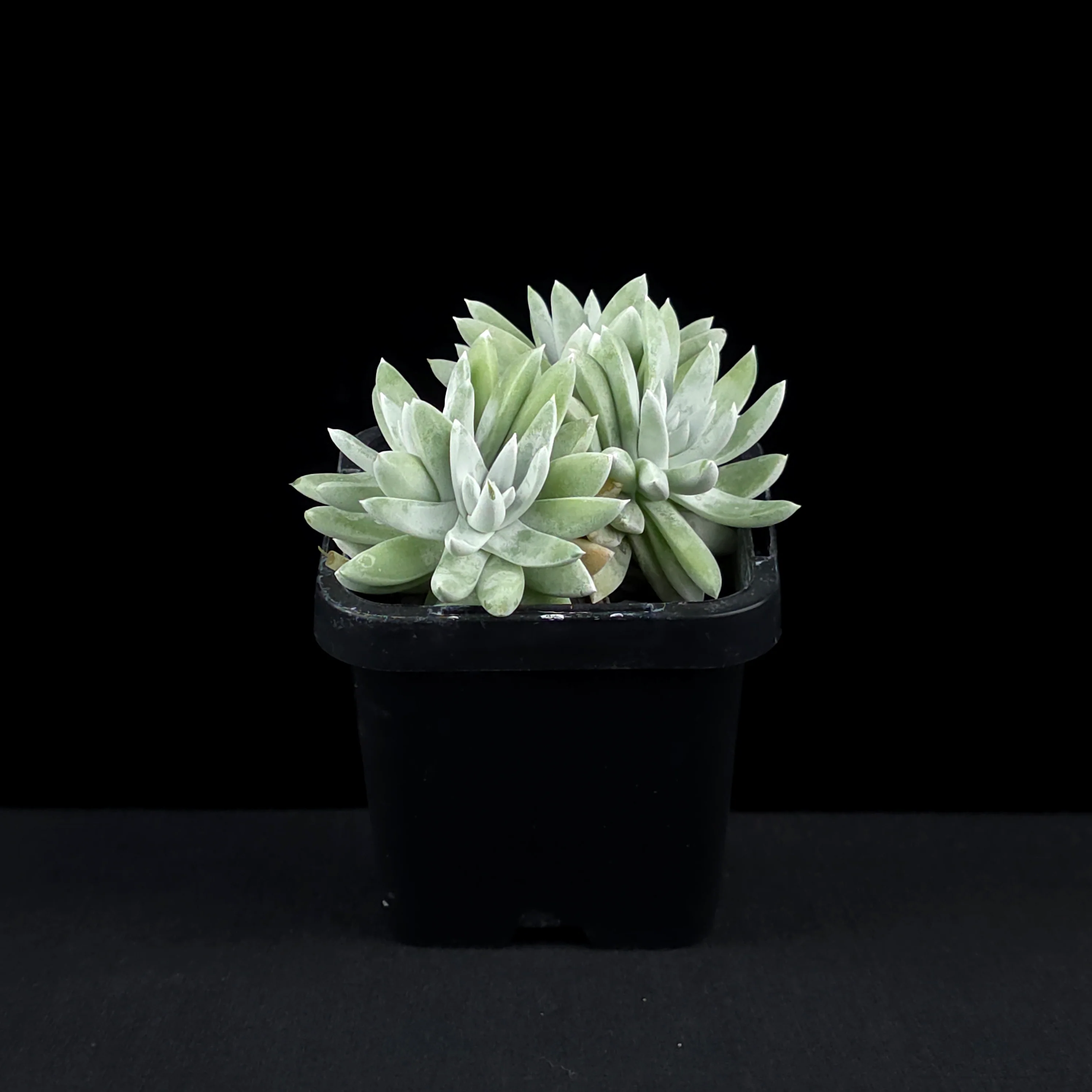 Dudleya gnoma 'White Sprite' - Image 3
