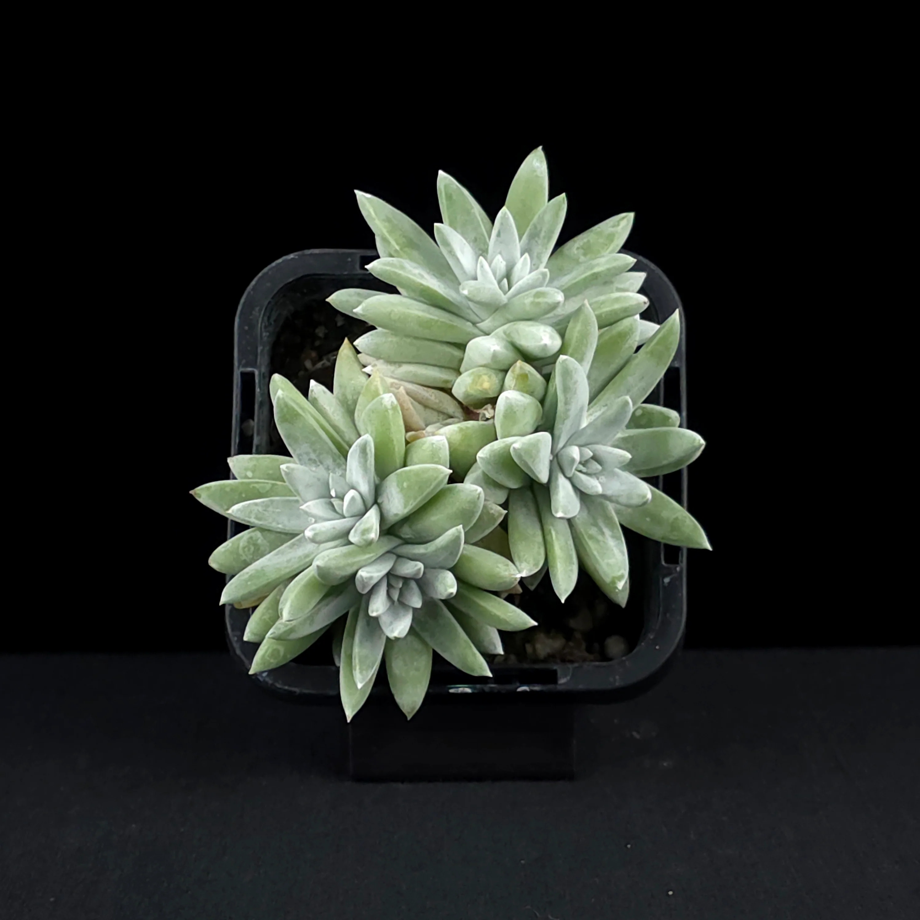 Dudleya gnoma 'White Sprite' - Image 4