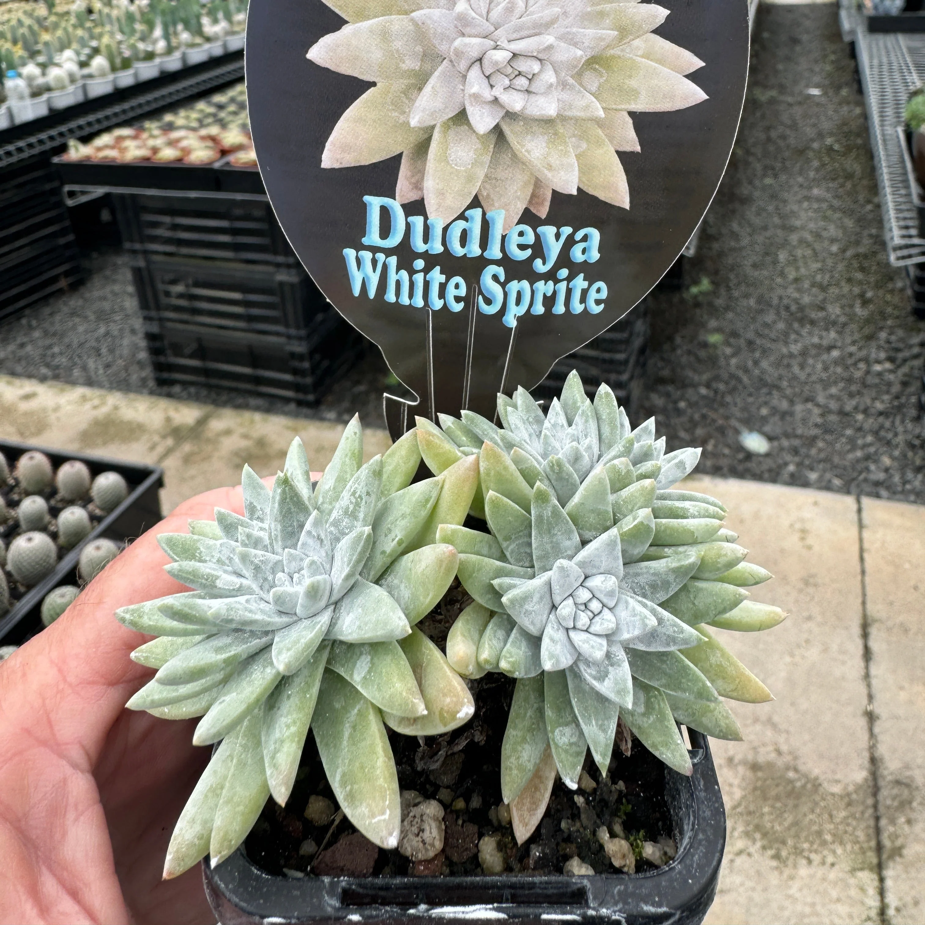 Dudleya gnoma 'White Sprite' - Image 5