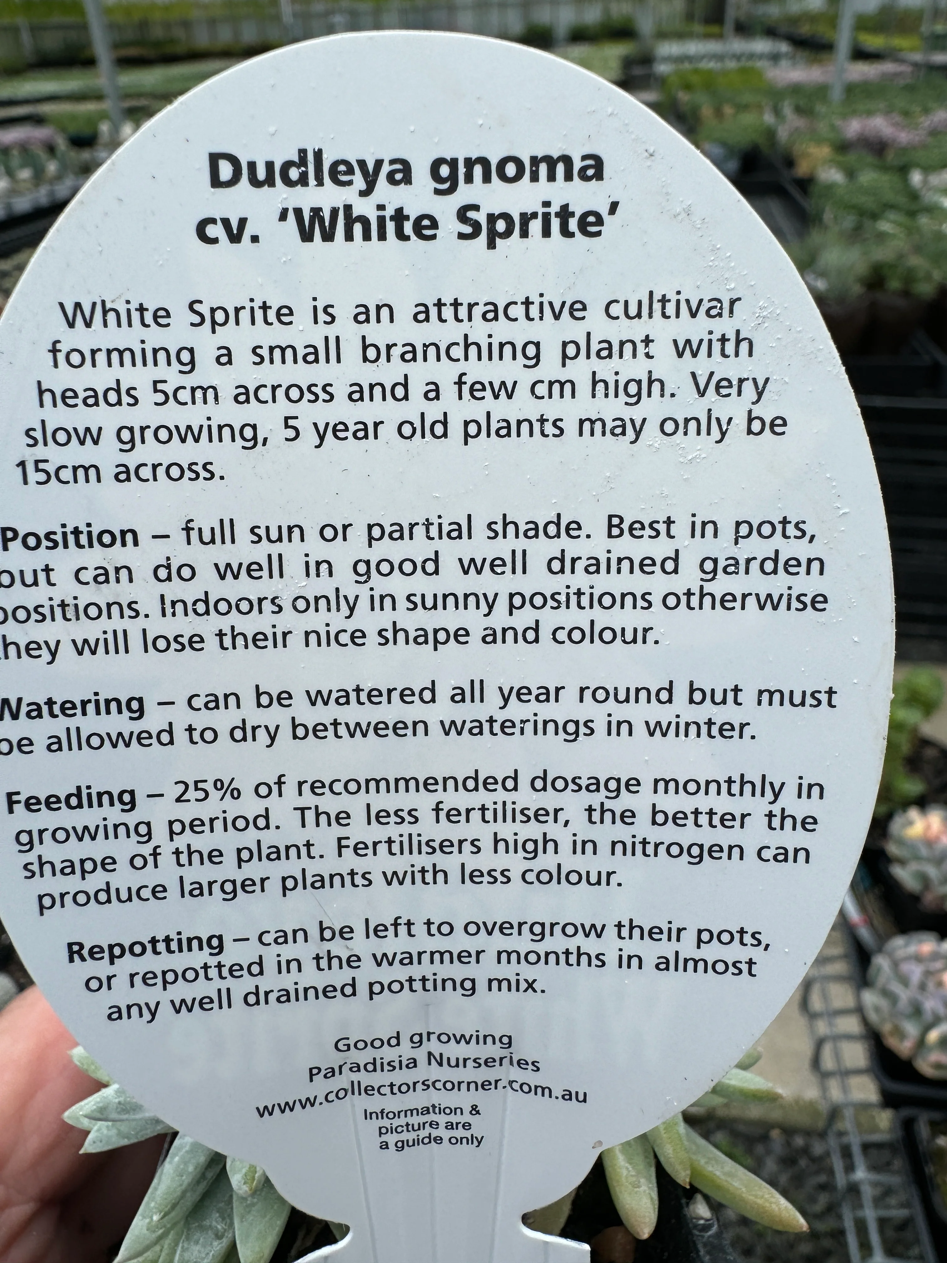 Dudleya gnoma 'White Sprite' - Image 6