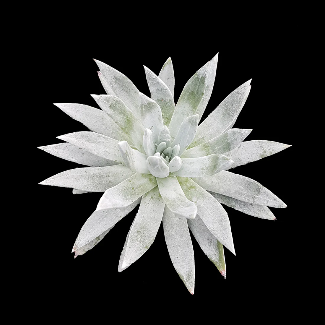 Dudleya species (WA Prohibited)